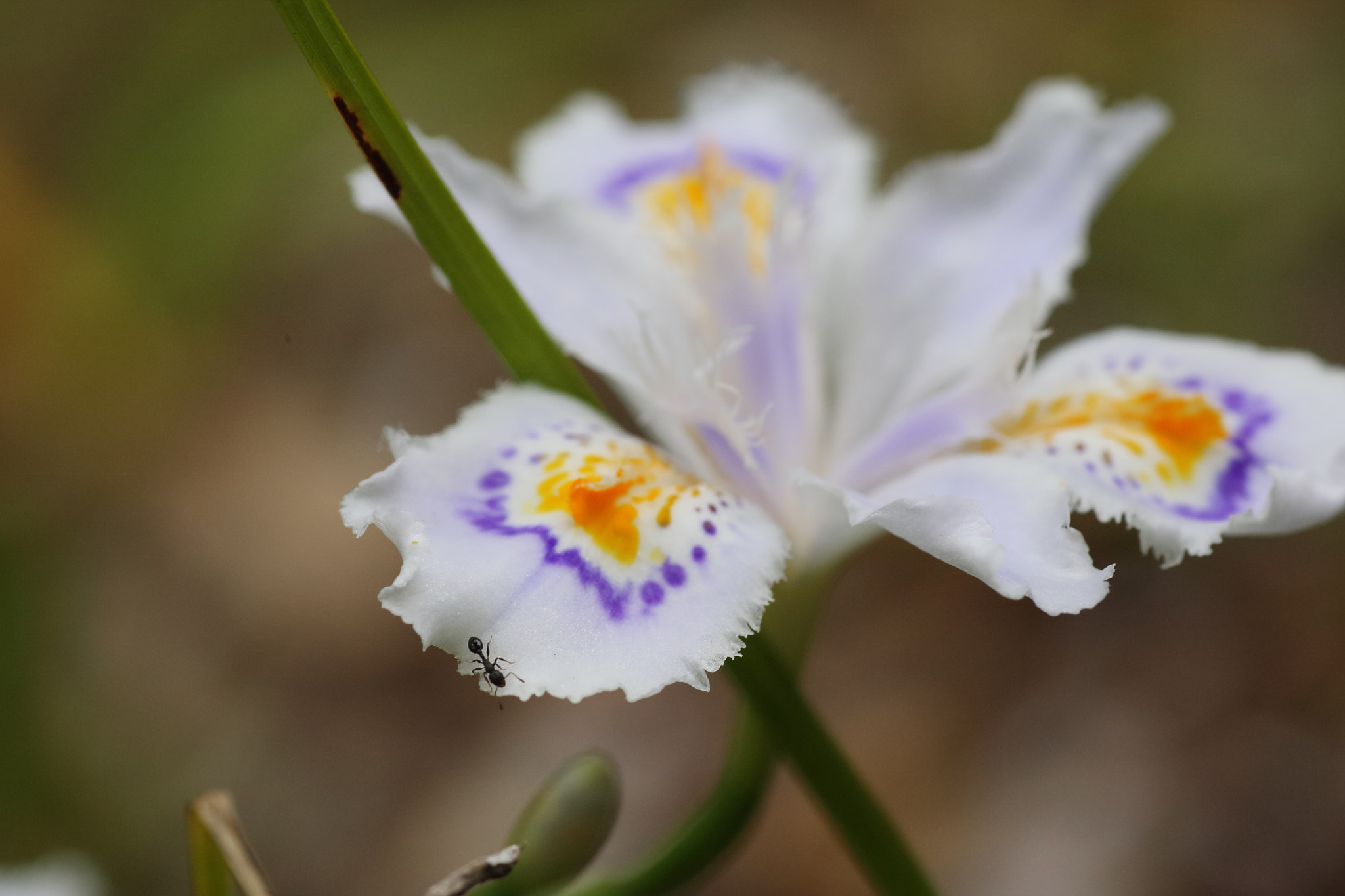 Canon EOS-1D Mark III + Tamron SP AF 90mm F2.8 Di Macro sample photo. Ant photography