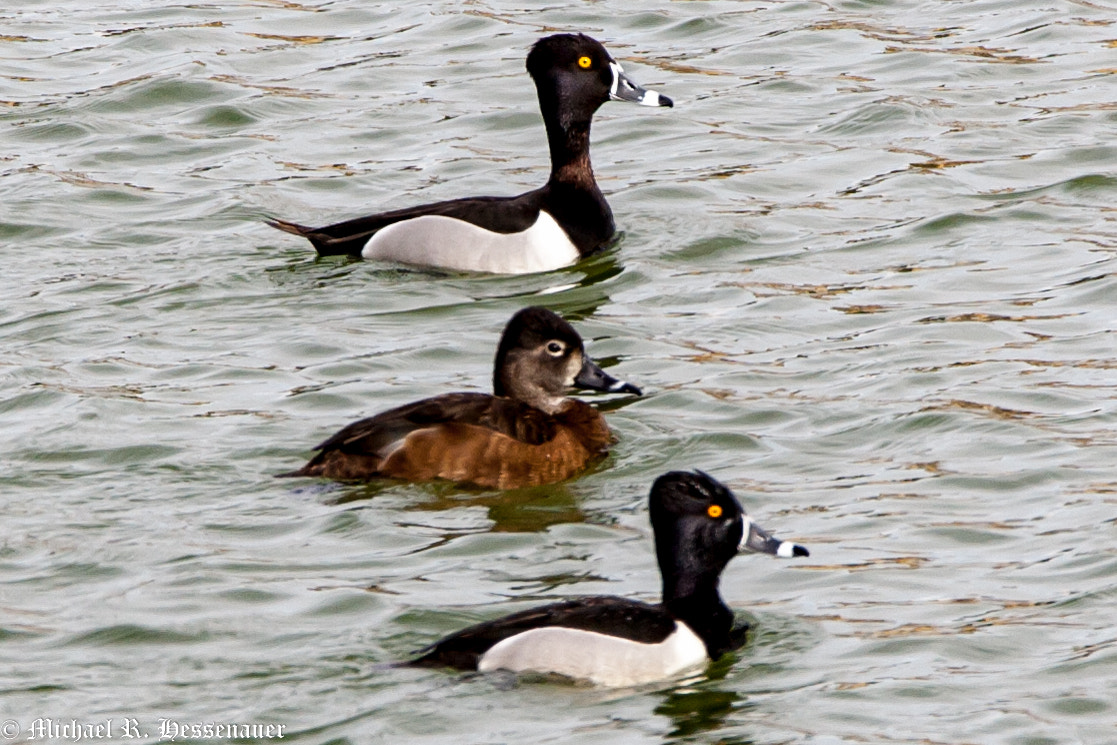 Canon EOS-1D Mark II sample photo. Ring-necked ducks photography