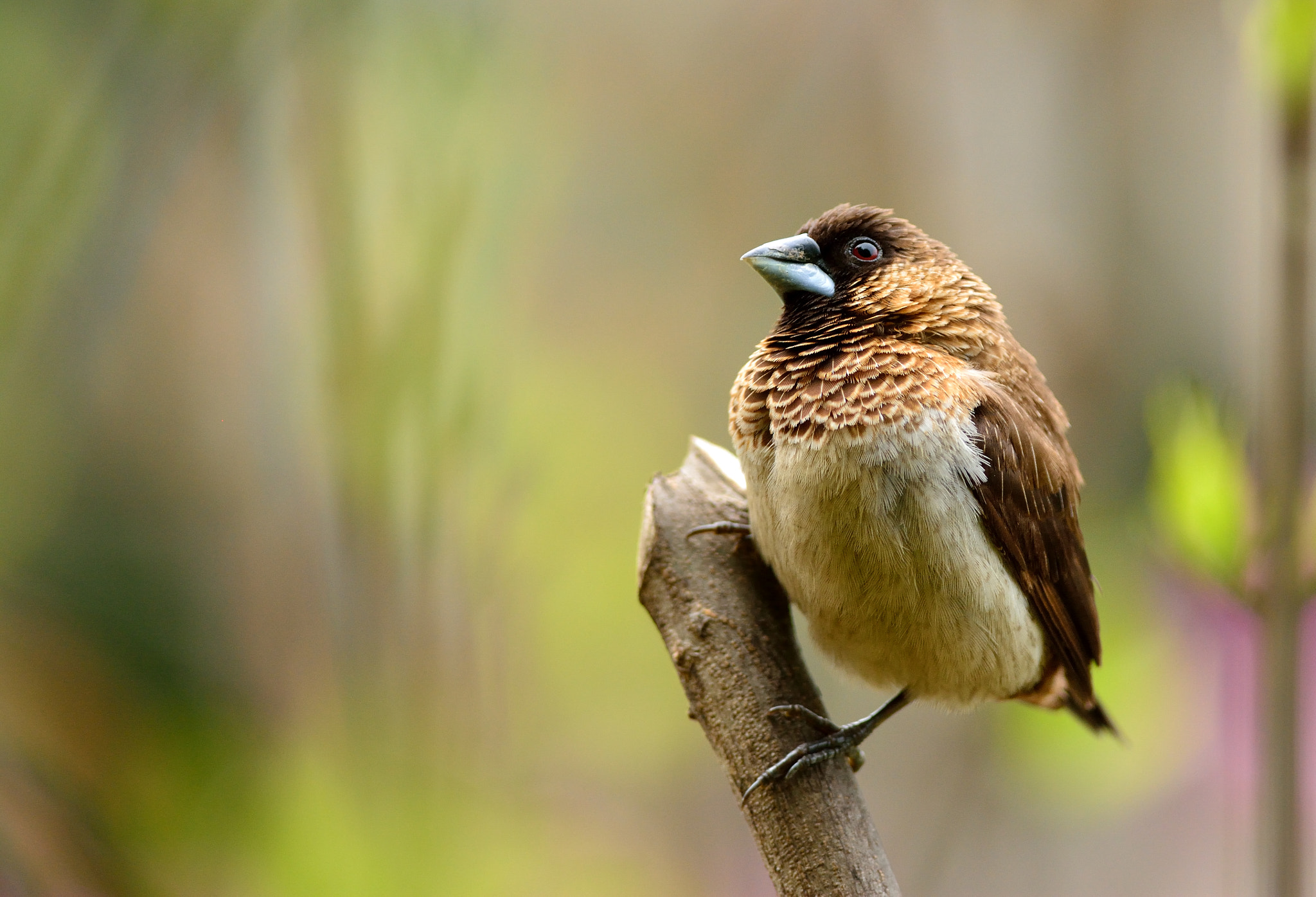 Nikon D5200 + Nikon AF-S Nikkor 300mm F4D ED-IF sample photo. Bird photography