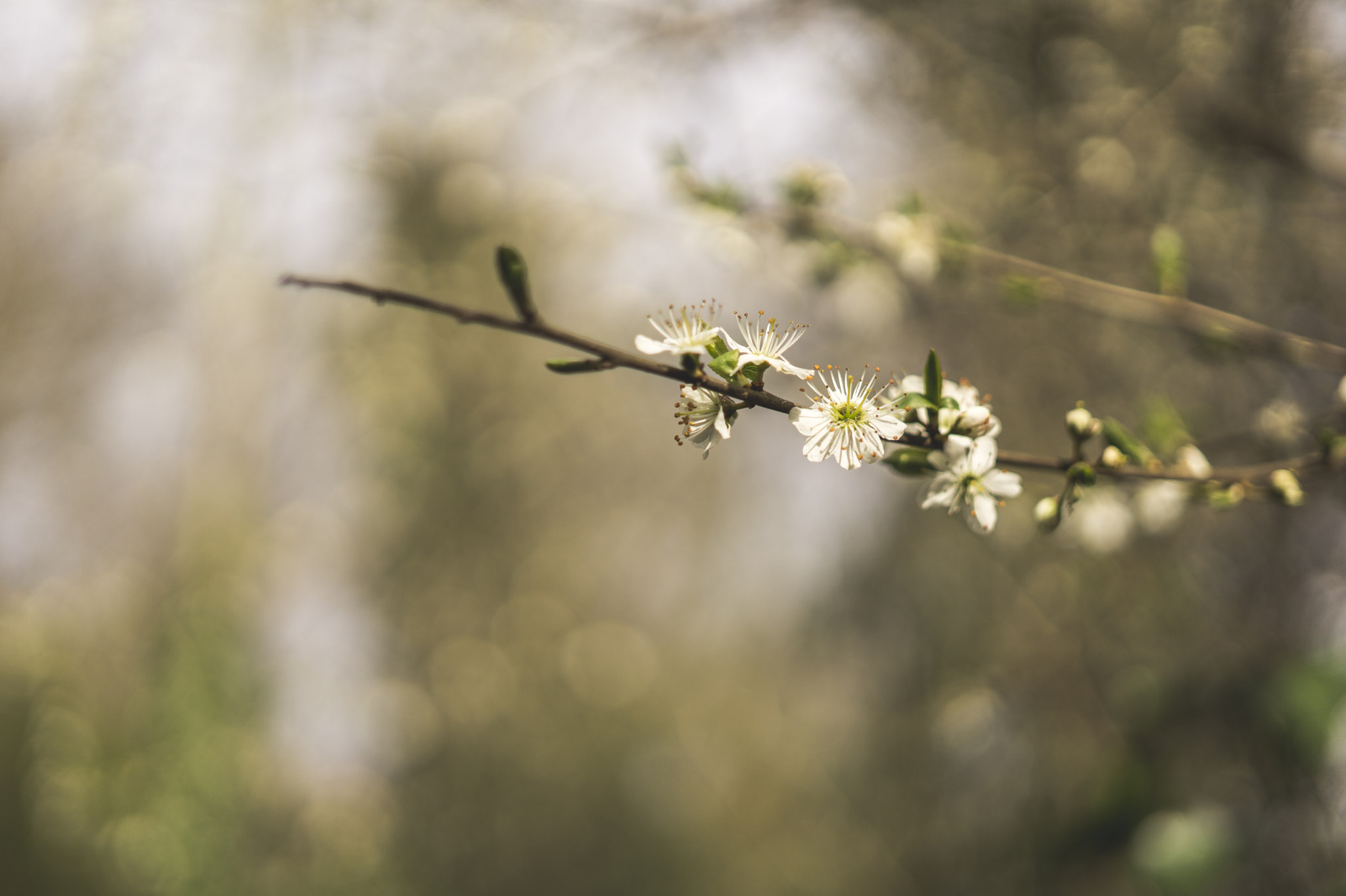 E 32mm F1.8 sample photo. Extended // flower photography