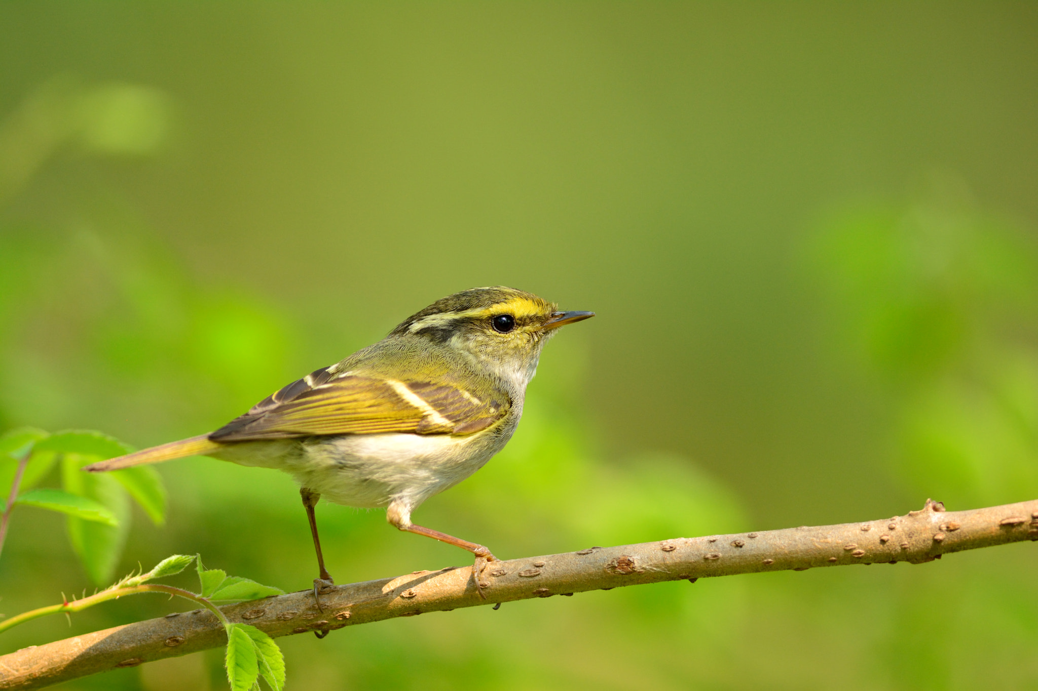 Nikon D5200 + Nikon AF-S Nikkor 300mm F4D ED-IF sample photo. Willow warbler photography