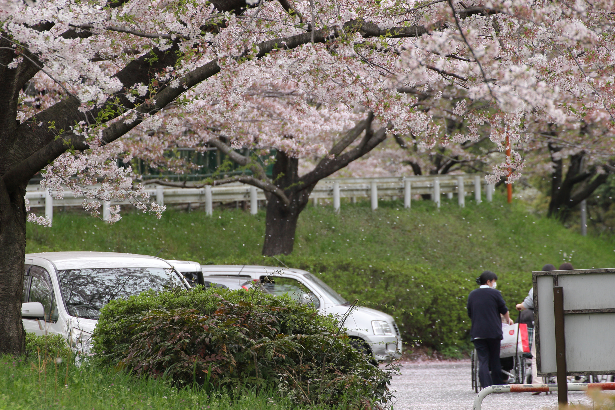 Canon EOS-1D Mark III sample photo. 桜吹雪 photography