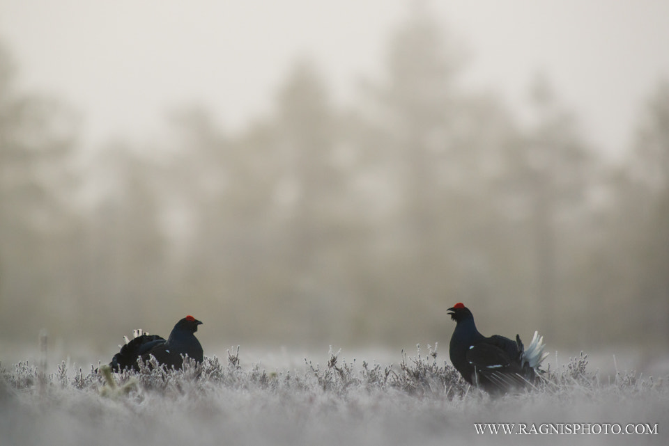 Nikon AF-S Nikkor 300mm F2.8G ED VR II sample photo. Black grouses on the silvery land photography