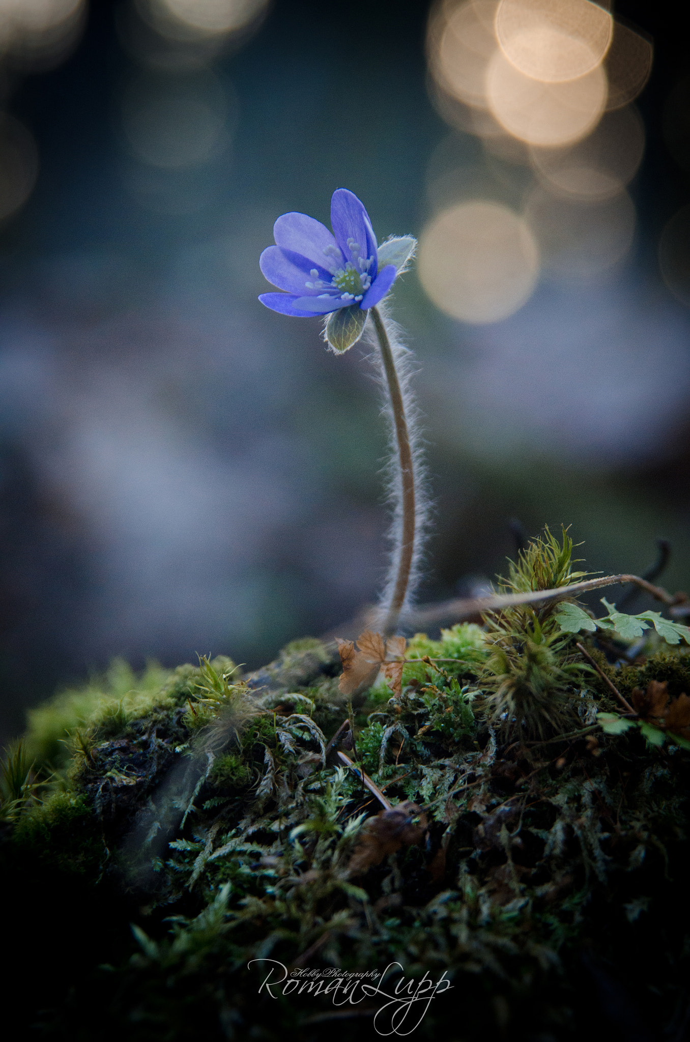 Sigma 17-70mm F2.8-4.5 DC Macro Asp. IF sample photo. Весенние цветы photography