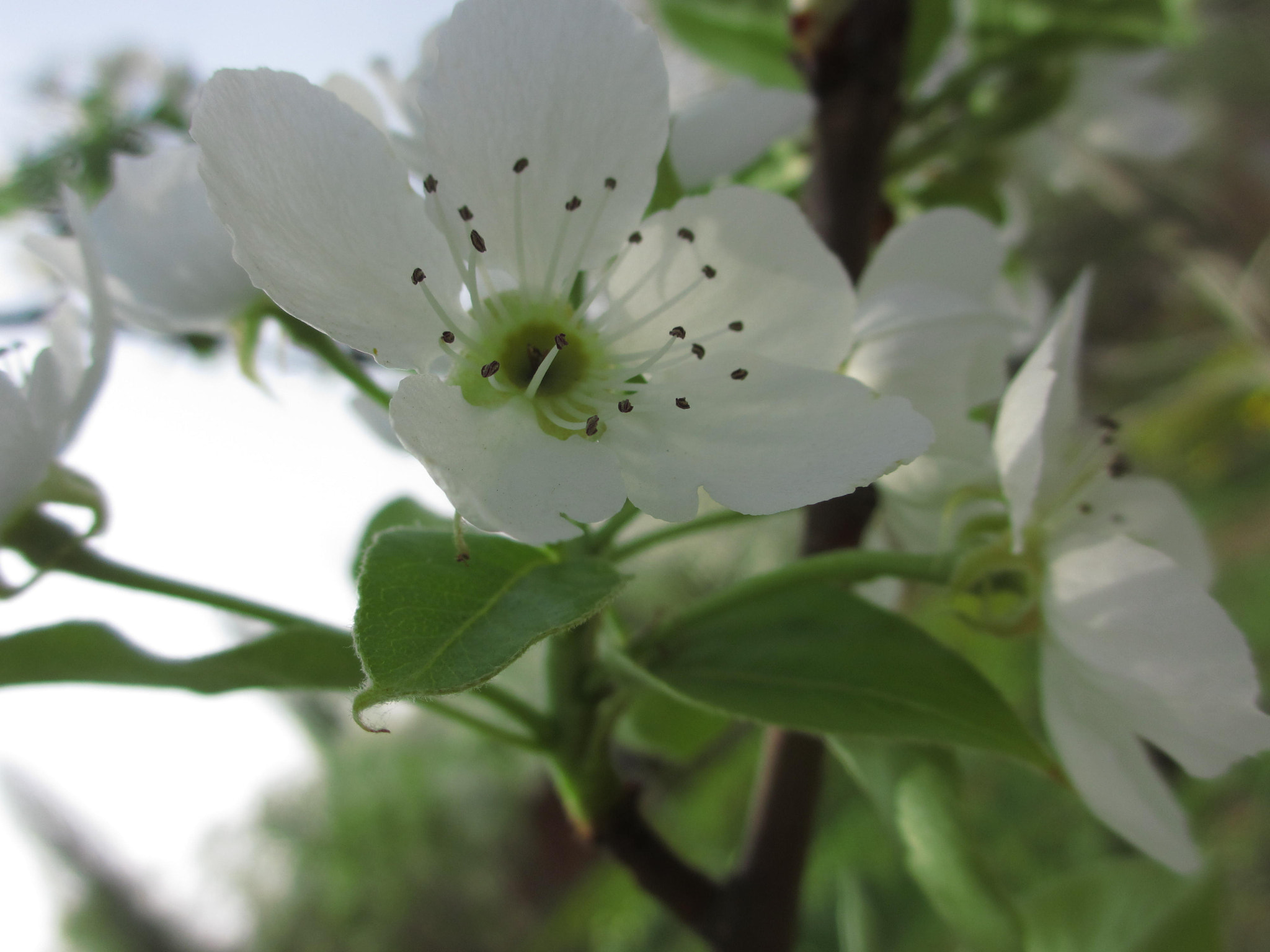 Canon PowerShot ELPH 310 HS (IXUS 230 HS / IXY 600F) sample photo. Pear flower photography