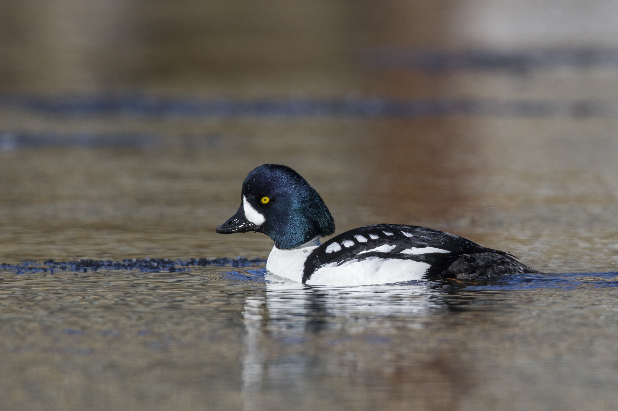Canon EF 600mm F4L IS II USM sample photo. Barrow's goldeneye / garrot d'islande photography