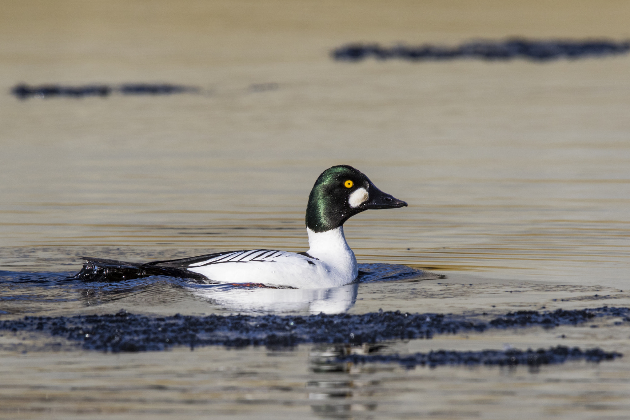 Canon EOS 7D Mark II + Canon EF 600mm F4L IS II USM sample photo. Common goldeneye / garrot à oeil d'or photography