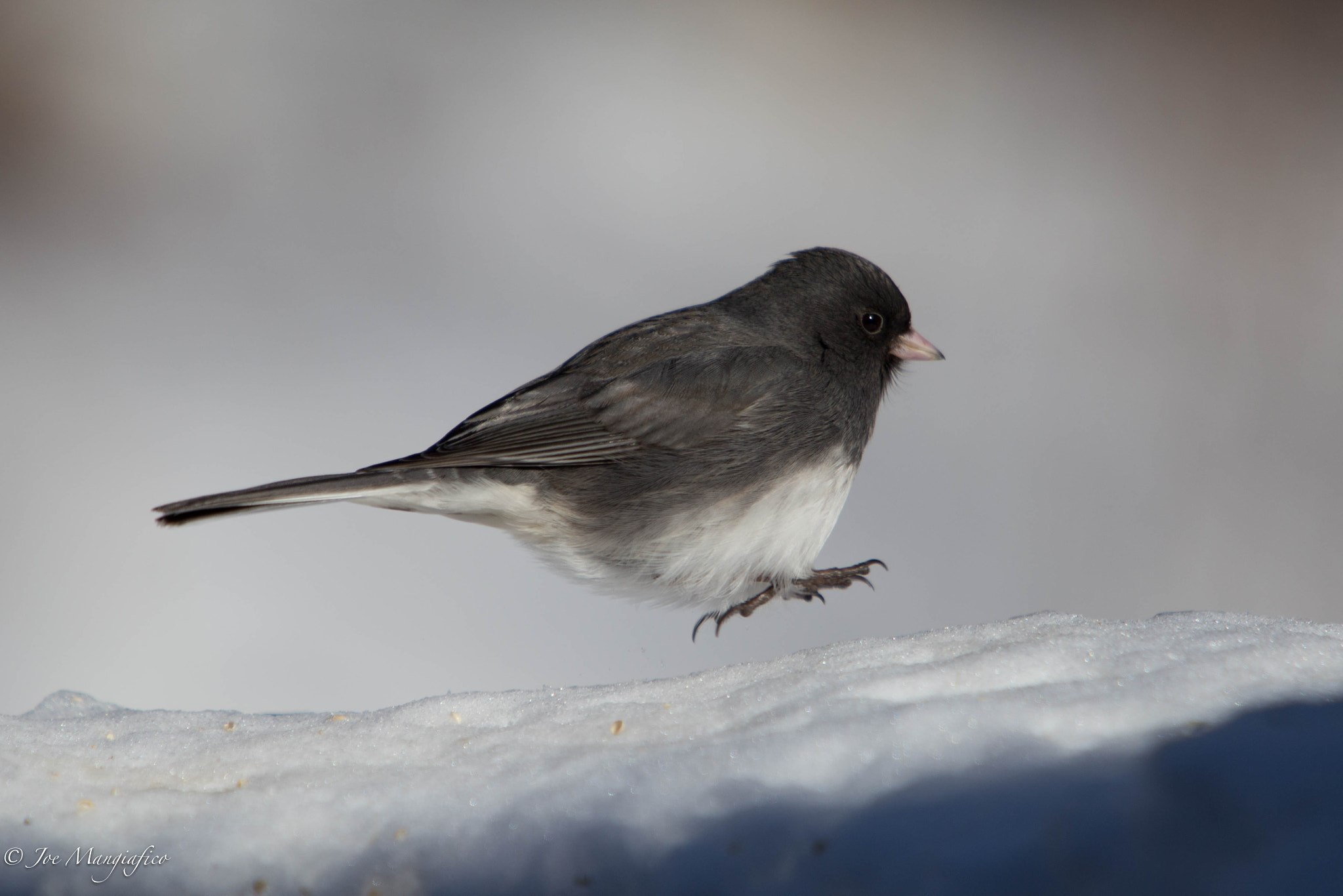 Canon EOS 6D + Canon EF 70-200mm F2.8L USM sample photo. Hopping junco photography