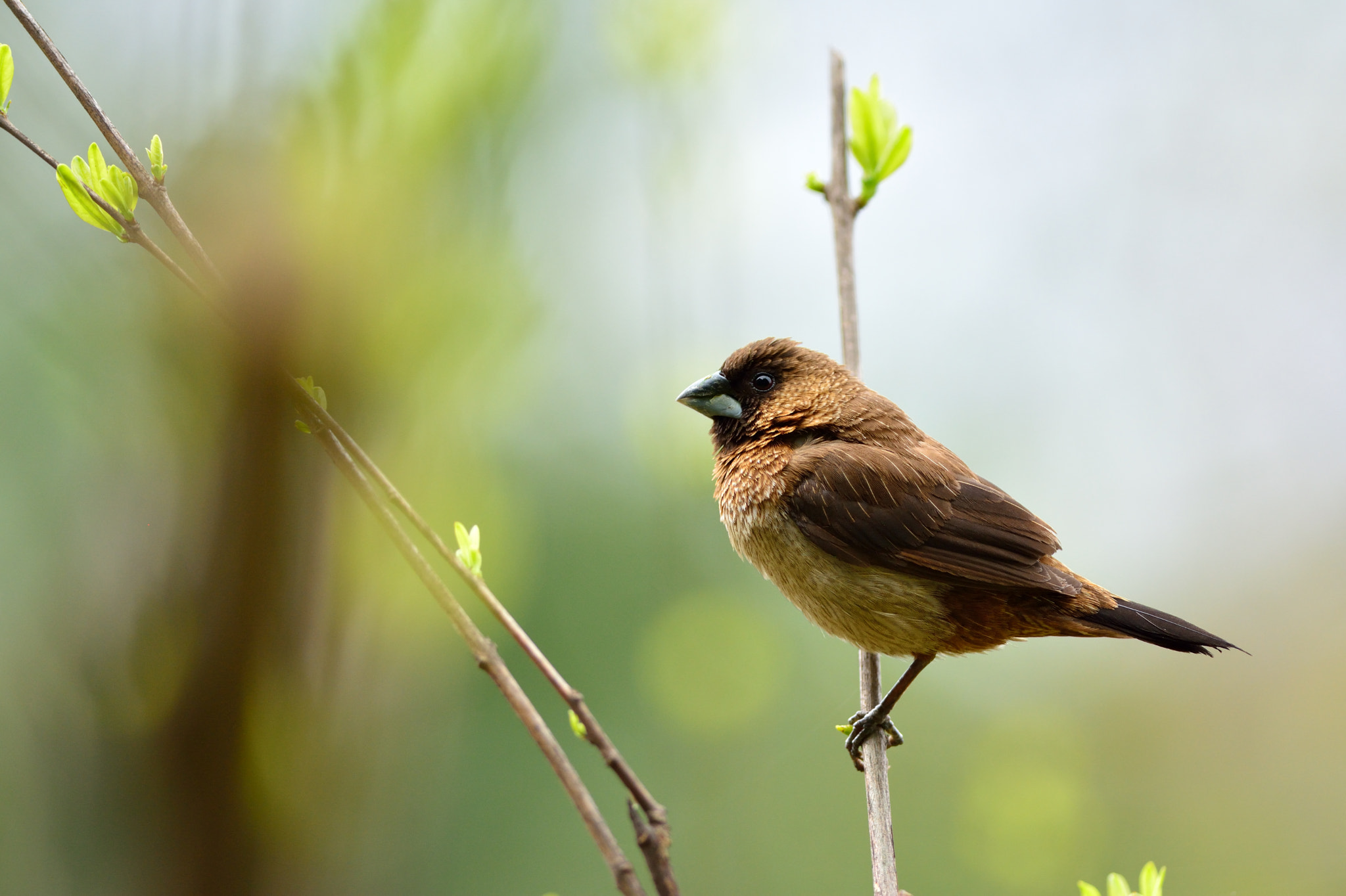 Nikon D5200 + Nikon AF-S Nikkor 300mm F4D ED-IF sample photo. Mannikin photography