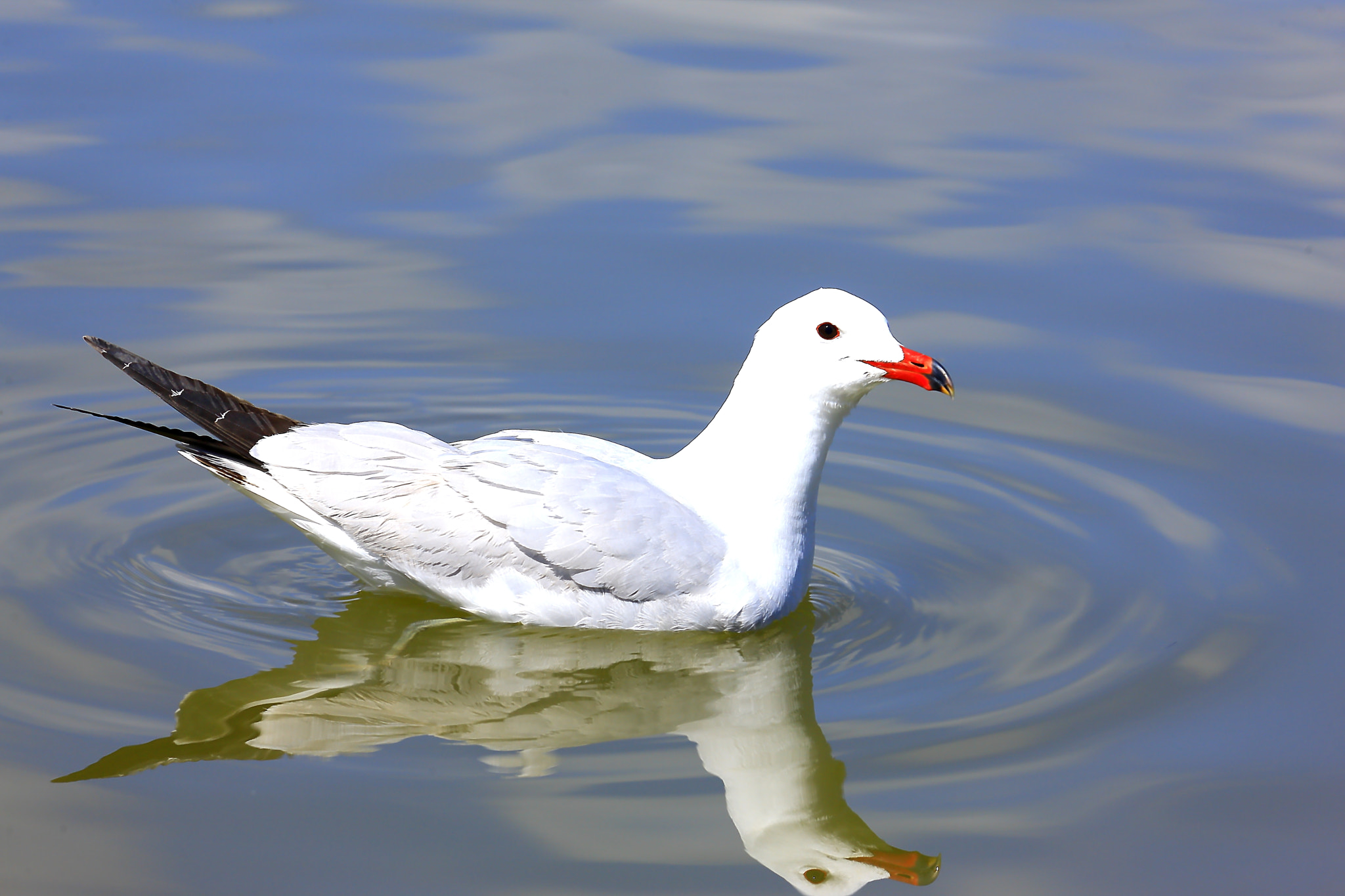 Canon EF 70-200mm F4L IS USM sample photo. Gull photography
