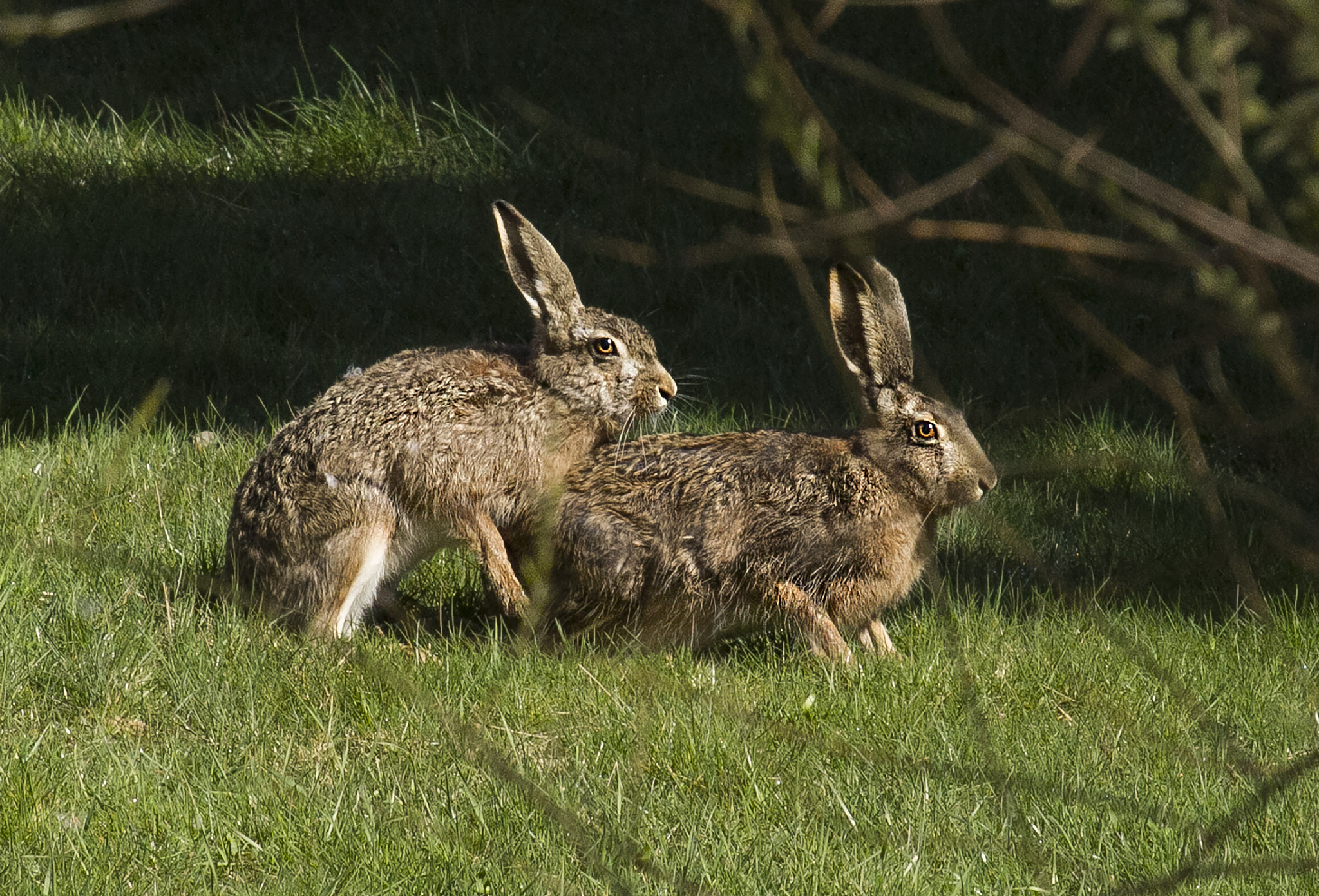 v2?sig=4c5ff40f76709ad019fa01c1de03401b2