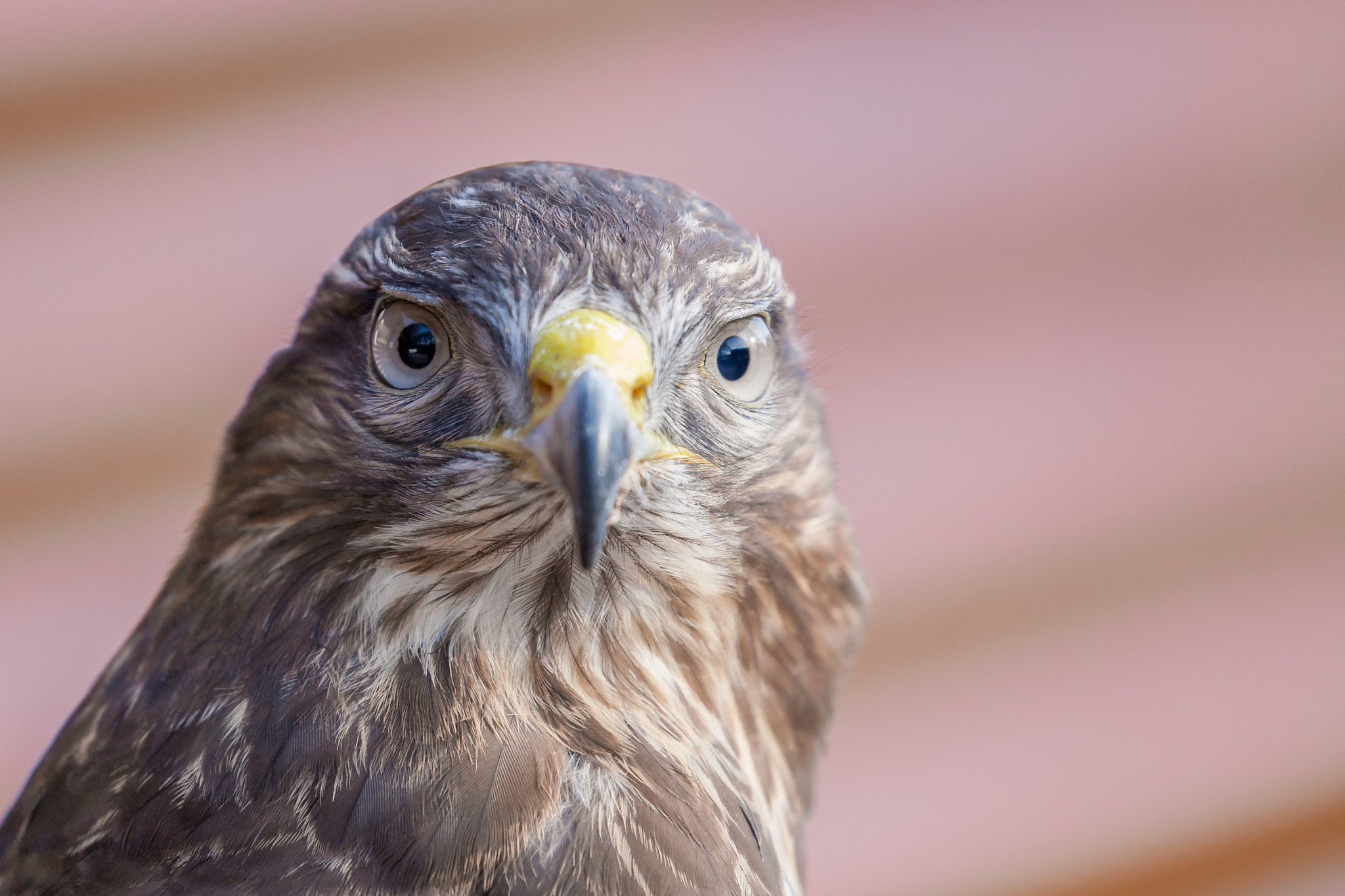 Canon EF 100-400mm F4.5-5.6L IS II USM sample photo. You looking at me punk photography