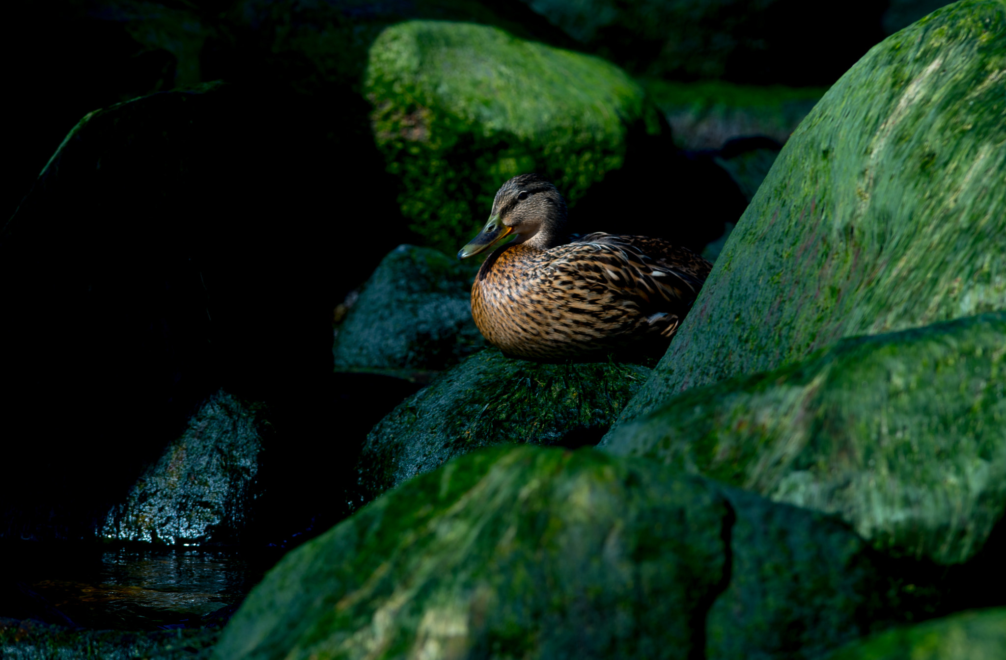 Nikon AF-S Nikkor 400mm F2.8G ED VR II sample photo. Green spring photography