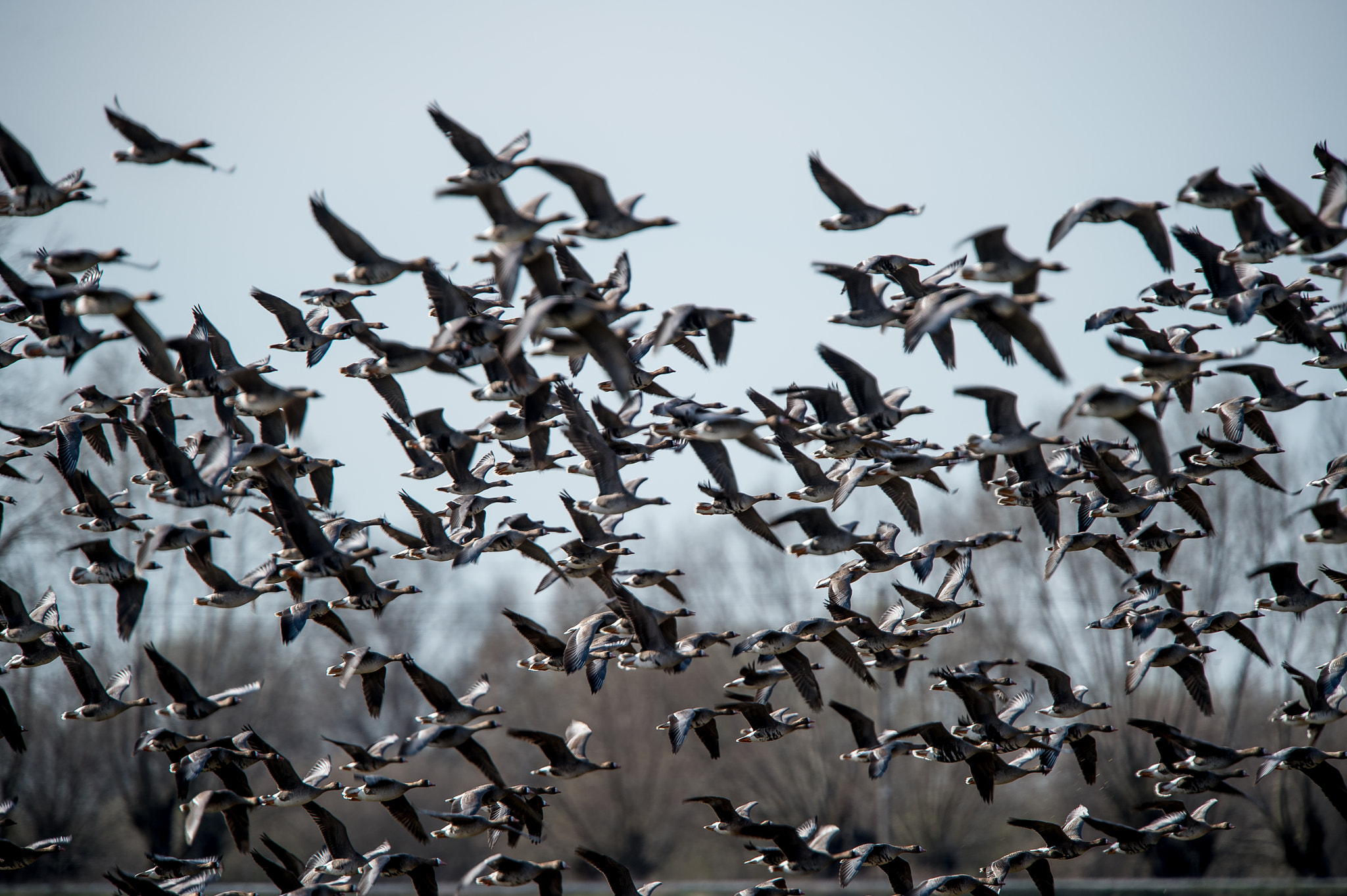 Nikon AF-S Nikkor 400mm F2.8G ED VR II sample photo. Spring photography