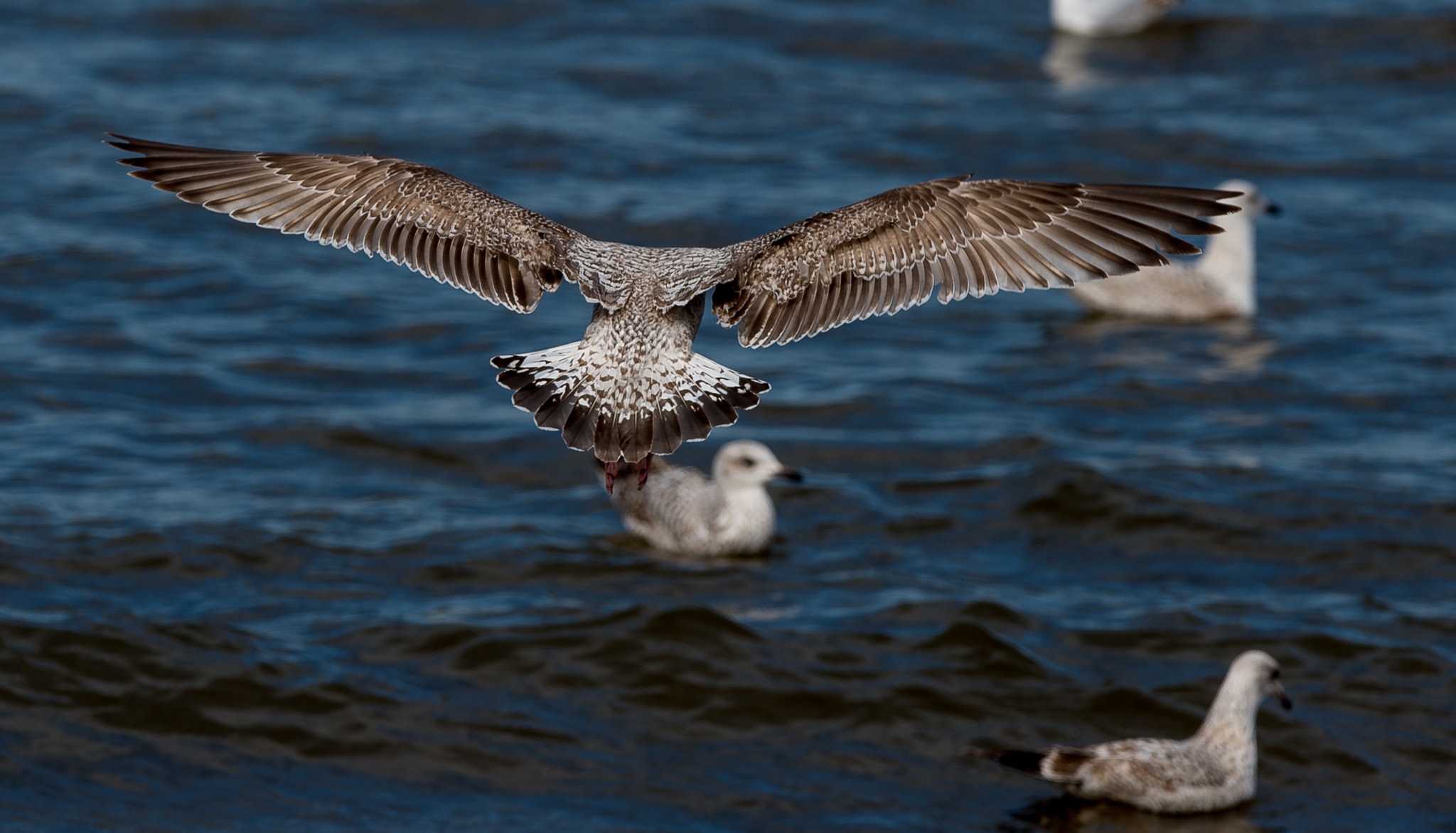 Nikon AF-S Nikkor 400mm F2.8G ED VR II sample photo. Spring photography
