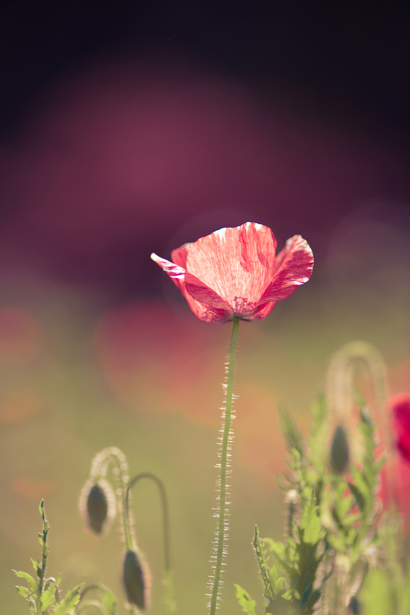 Nikon D610 + Nikon AF Nikkor 180mm F2.8D ED-IF sample photo. Sun&flower photography