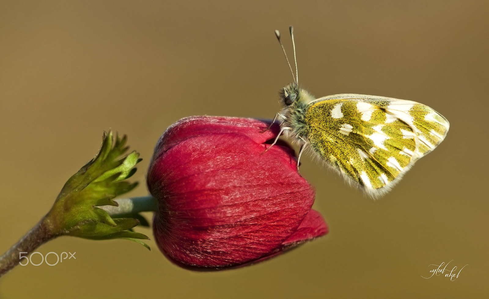 Sigma 105mm F2.8 EX DG Macro sample photo. Eastern bath white butterfly photography