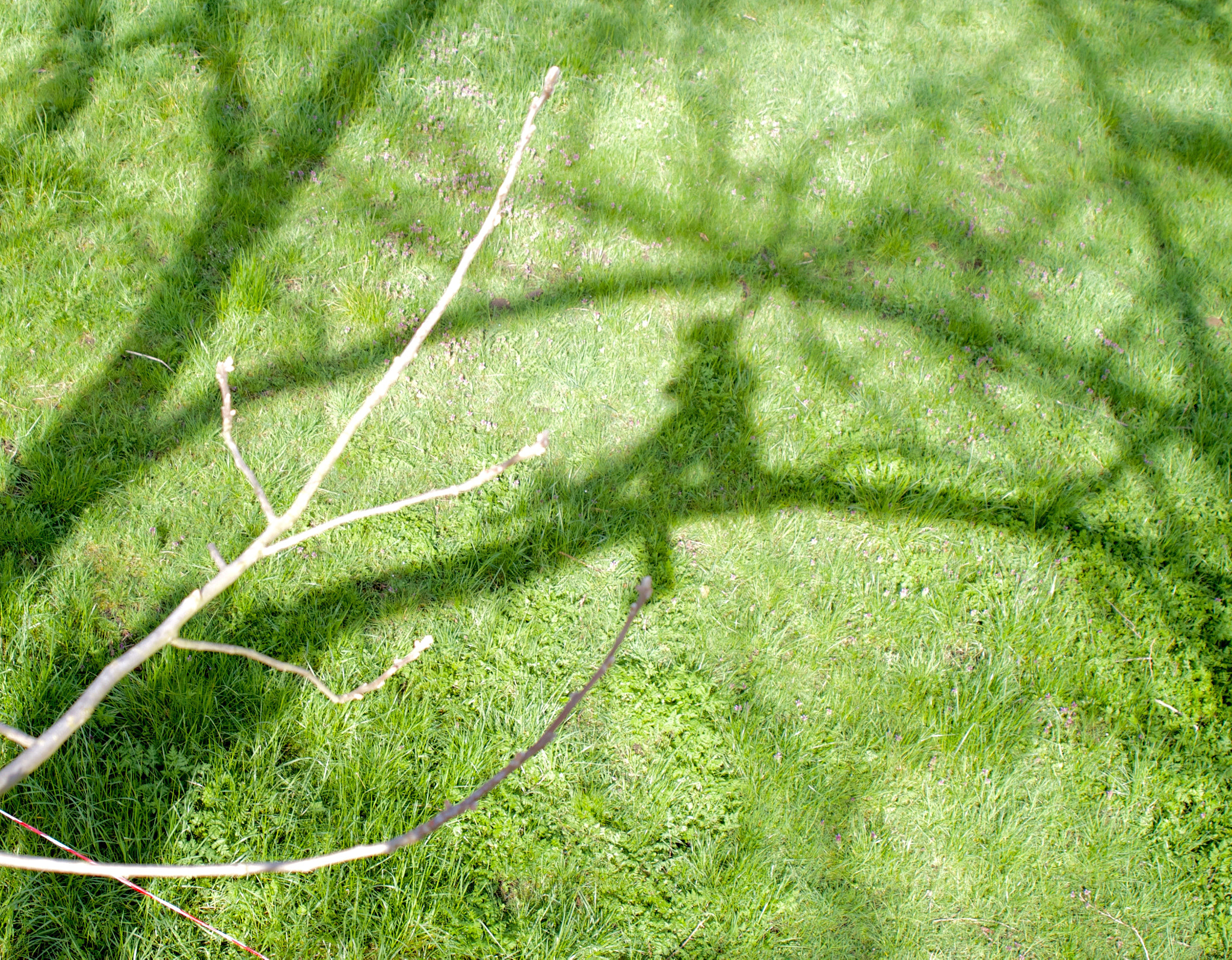 Canon EF 28-80mm f/2.8-4L sample photo. Me, in the trees (tree climber) photography