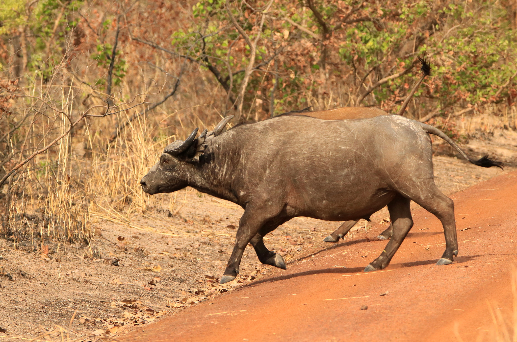 Tamron SP 150-600mm F5-6.3 Di VC USD sample photo. West african savanna buffalo photography