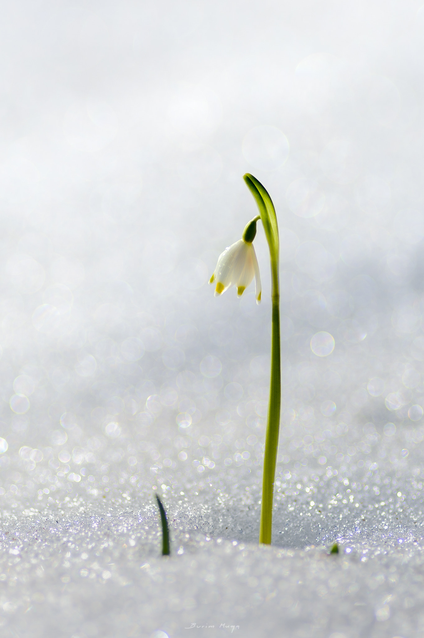 Nikon Df sample photo. Snow flower photography