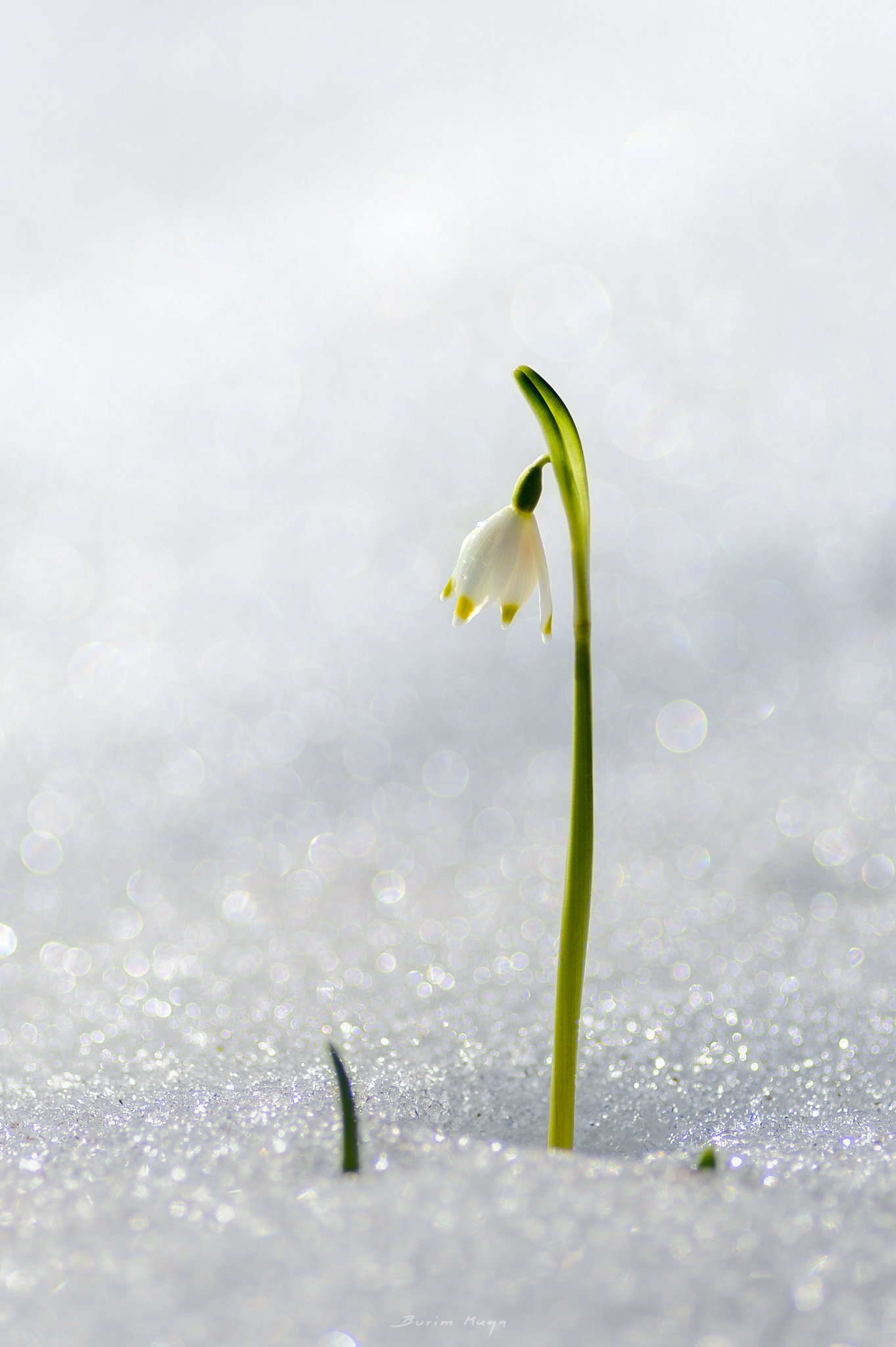 Nikon Df + Nikon AF Nikkor 180mm F2.8D ED-IF sample photo. Snow flower photography