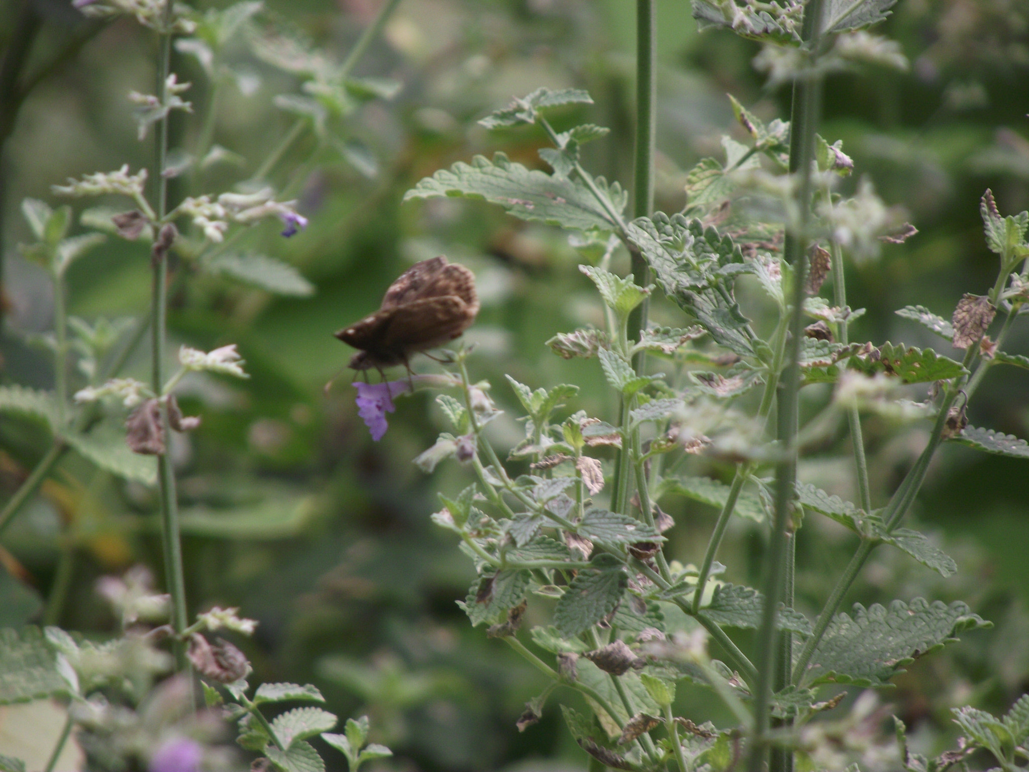 Fujifilm FinePix S2550HD sample photo