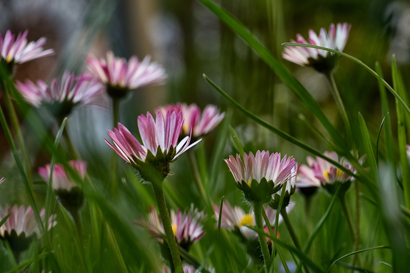 Panasonic Leica DG Macro-Elmarit 45mm F2.8 ASPH OIS sample photo. We all fall in love sometimes photography