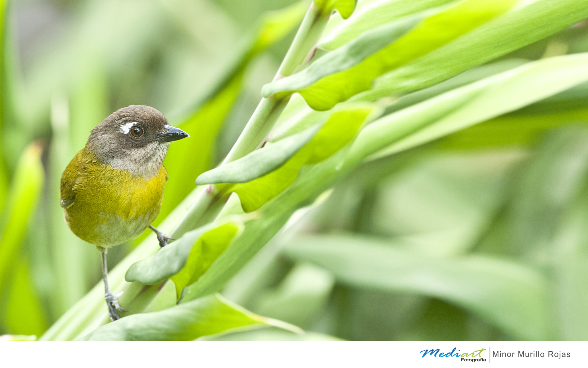 Nikon D700 + Nikon AF-S Nikkor 300mm F4D ED-IF sample photo. Common chlorospingus photography