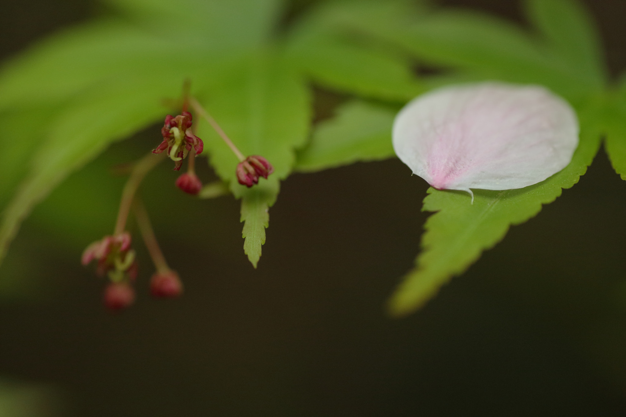 Tamron SP AF 90mm F2.8 Di Macro sample photo. Green and pink photography
