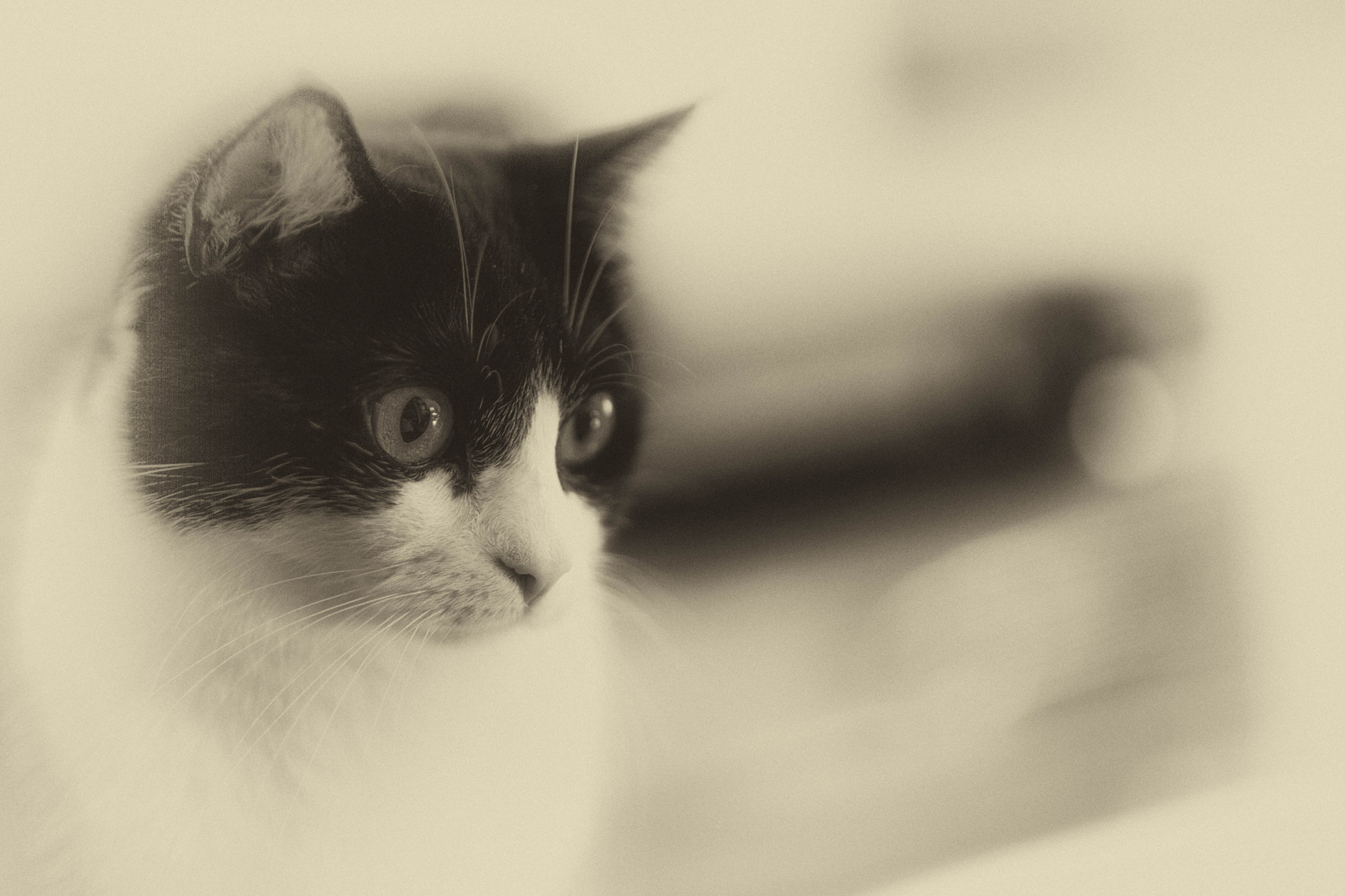 Nikon D3X + Nikon AF Nikkor 105mm F2D DC sample photo. Princess lizzy on a photographic plate photography