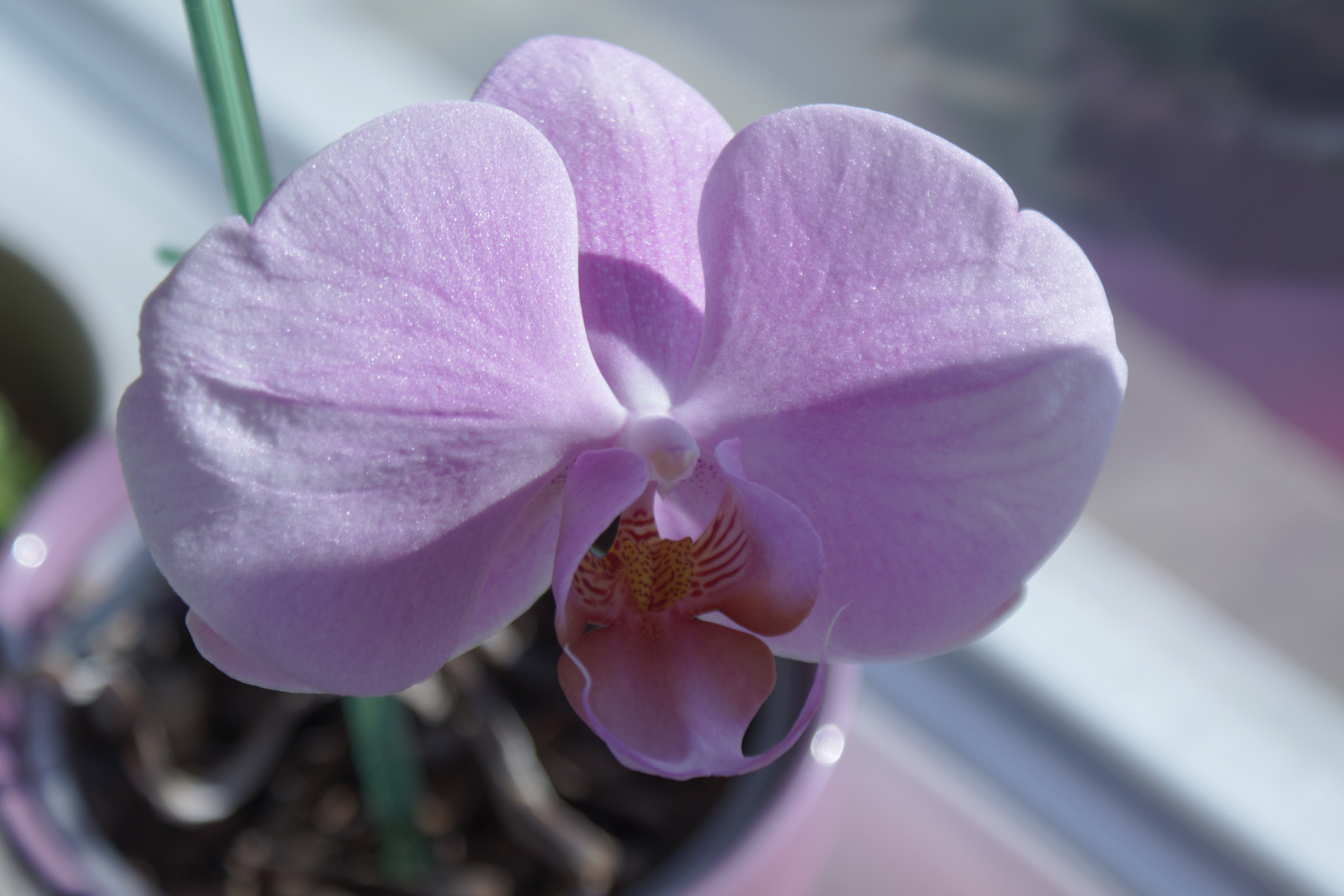 Sony DT 18-70mm F3.5-5.6 sample photo. In the window i photography