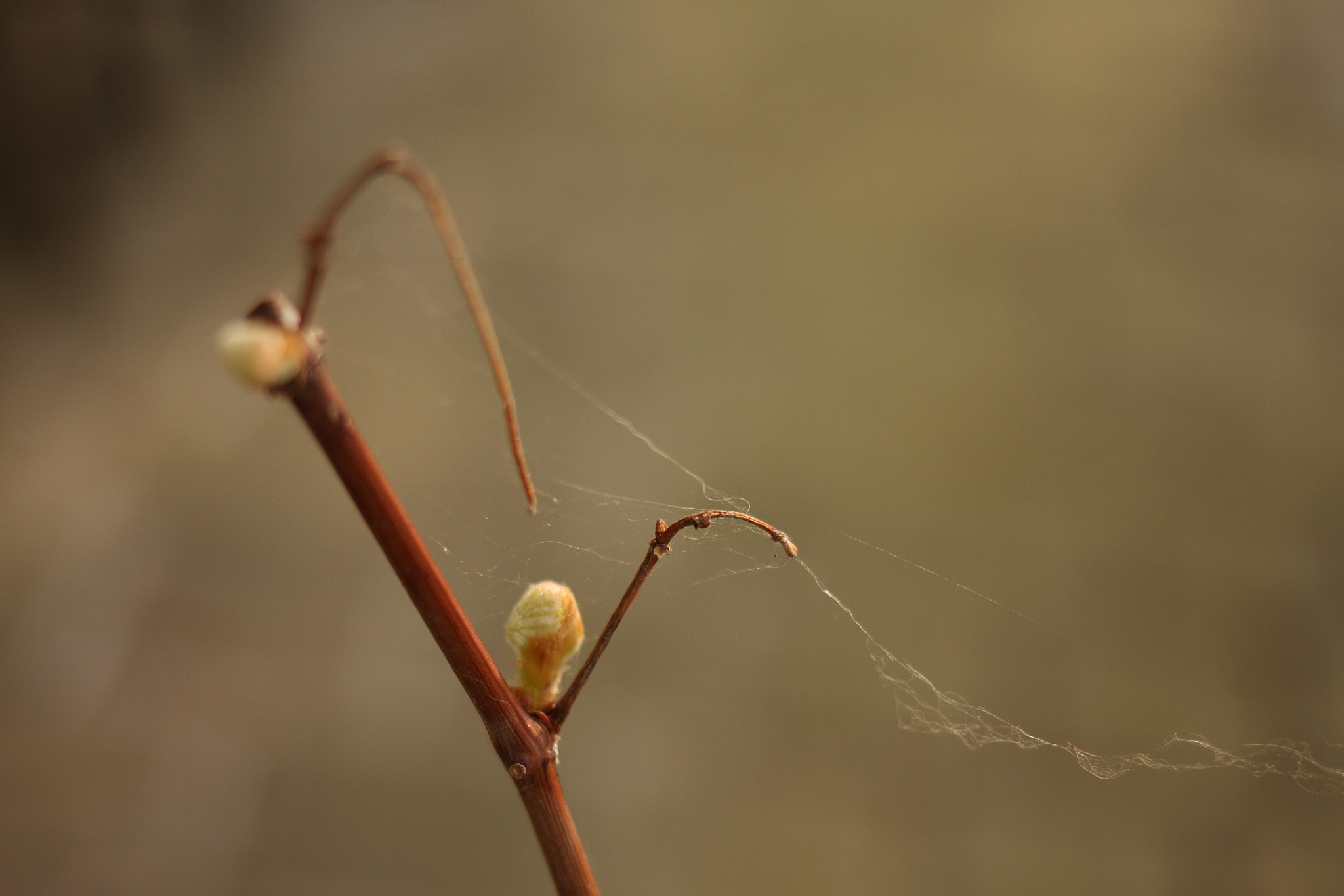 Canon EF 35mm F2 IS USM sample photo. Simplicity photography
