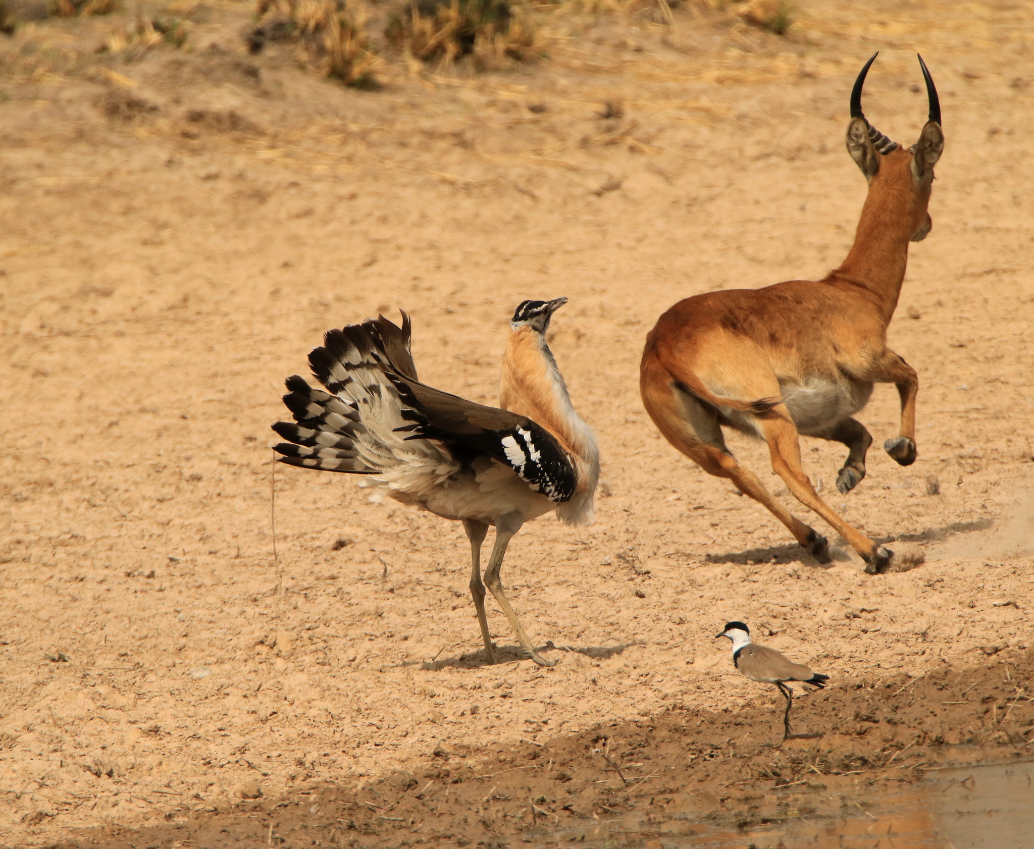Tamron SP 150-600mm F5-6.3 Di VC USD sample photo. Denham's bustard vs buffon's kob photography