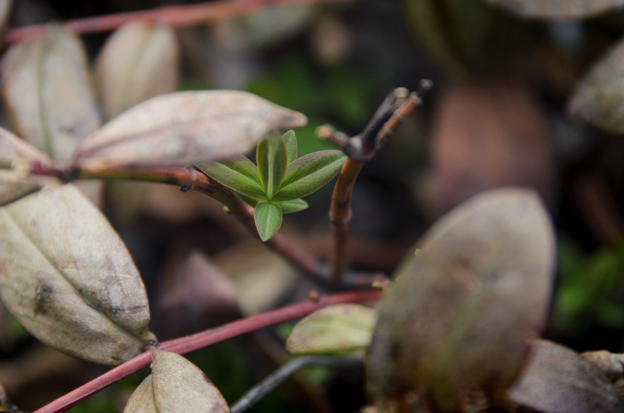 Sigma 17-70mm F2.8-4 DC Macro OS HSM | C sample photo. Season of the sprout photography