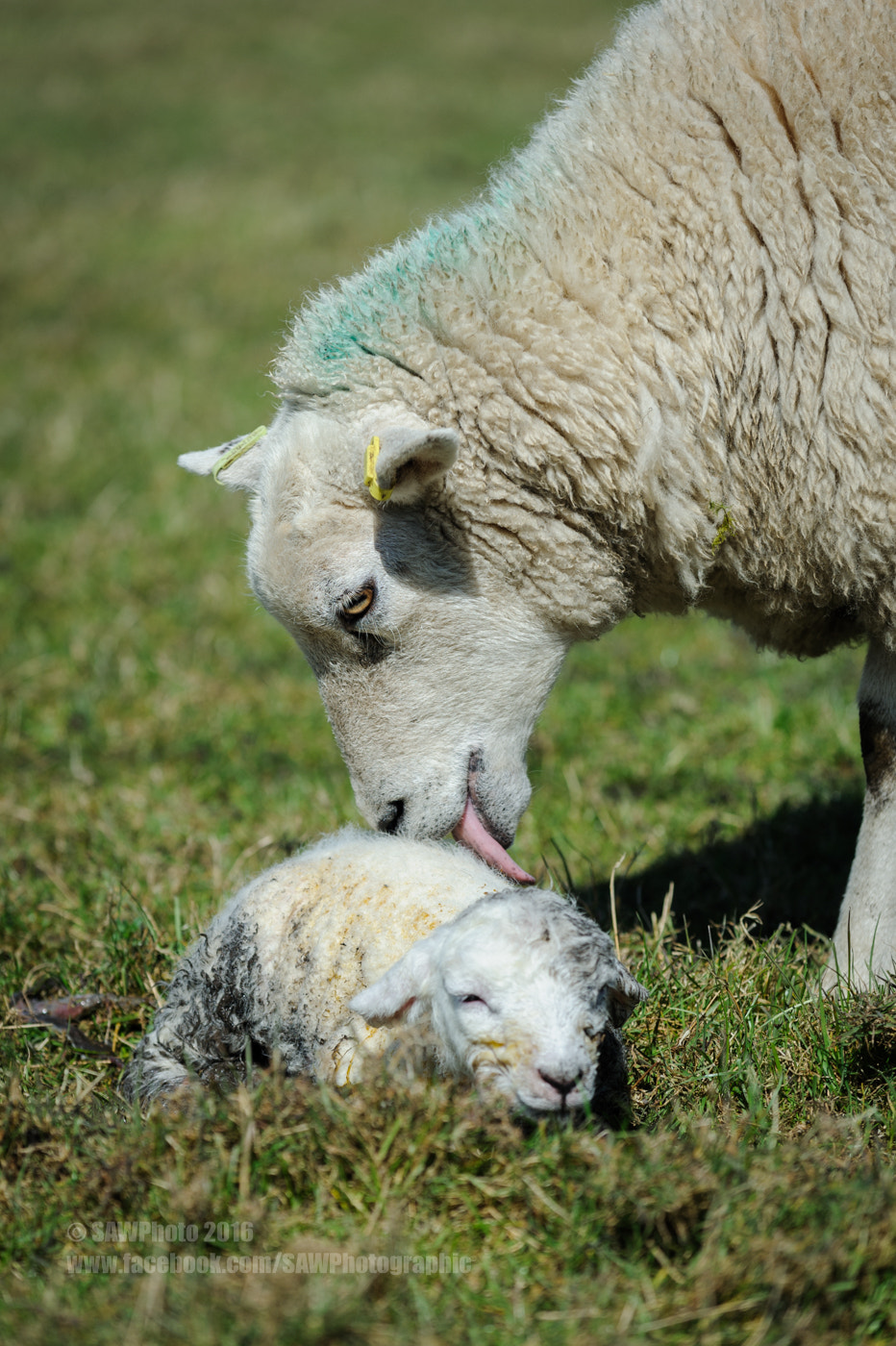 Nikon AF-S Nikkor 70-200mm F4G ED VR sample photo. The doting mum photography