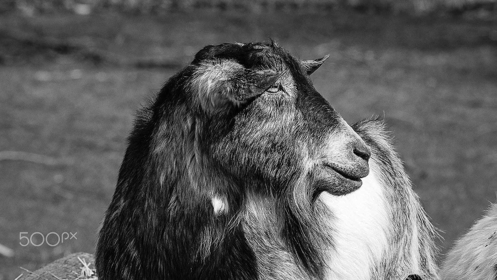 Fujifilm X-M1 + Fujifilm XC 50-230mm F4.5-6.7 OIS sample photo. Goat photography