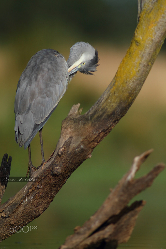 Canon EOS 7D + Canon EF 400mm f/2.8L sample photo. Heron preening  photography