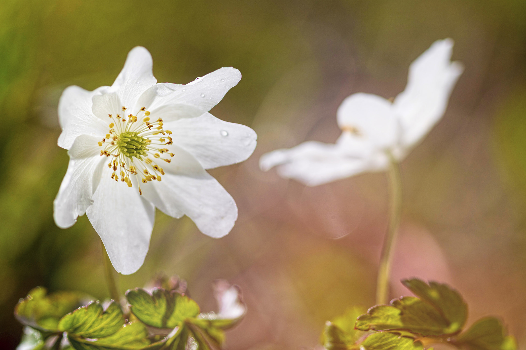Canon EF 100mm F2.8 Macro USM sample photo. Wood anemone shines photography