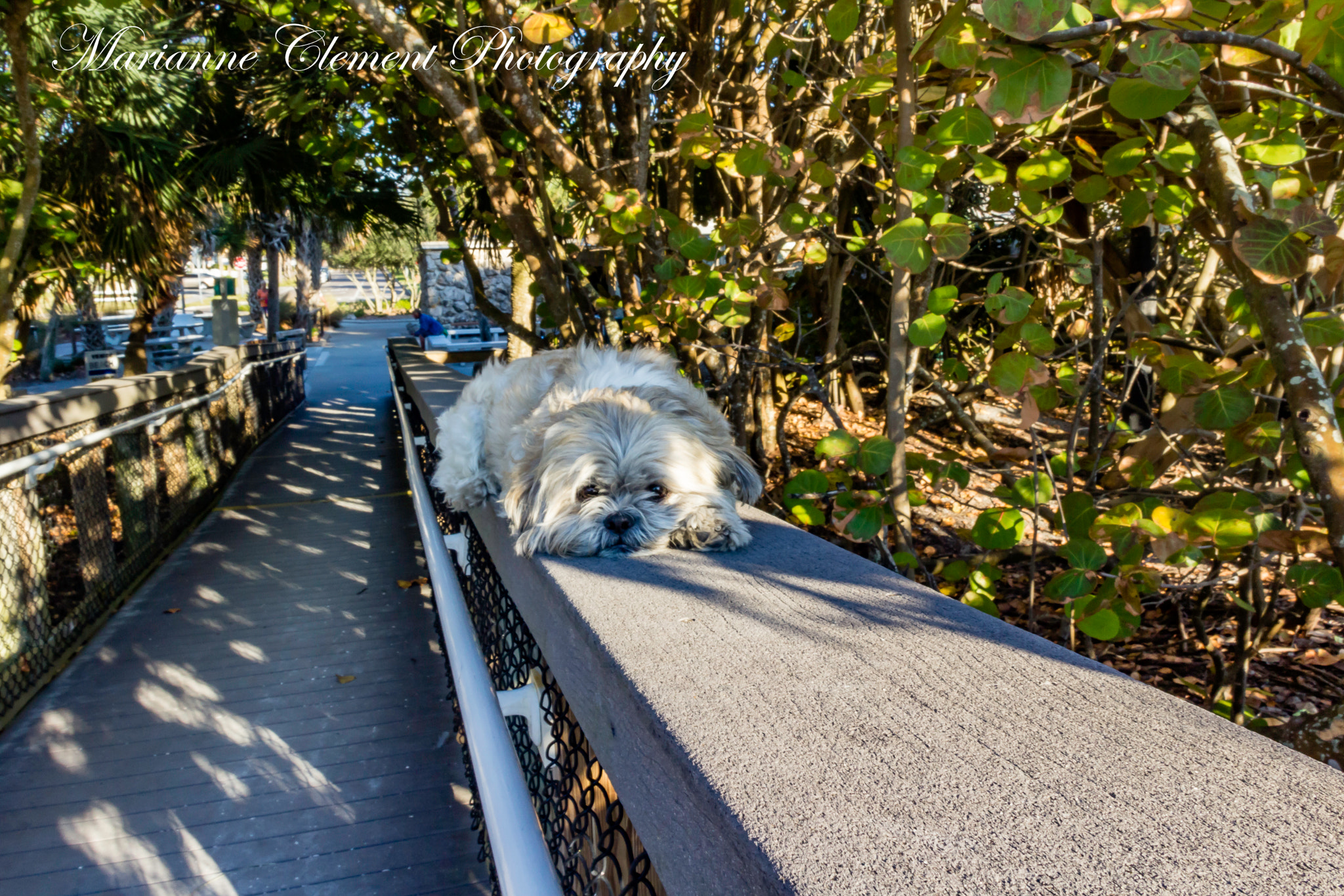 Canon EOS 1200D (EOS Rebel T5 / EOS Kiss X70 / EOS Hi) sample photo. Patiently waiting for his master photography