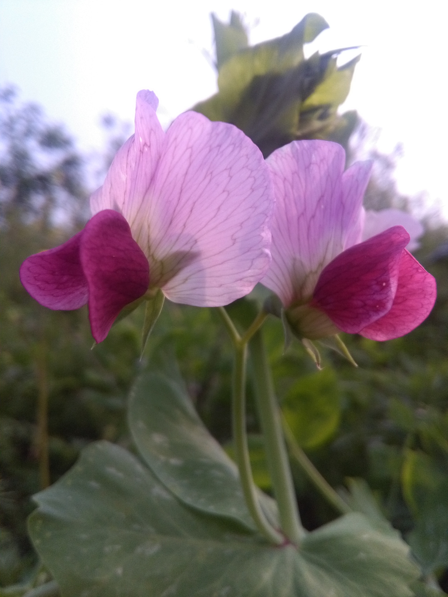HUAWEI Honor 4A sample photo. Outing shooting photography