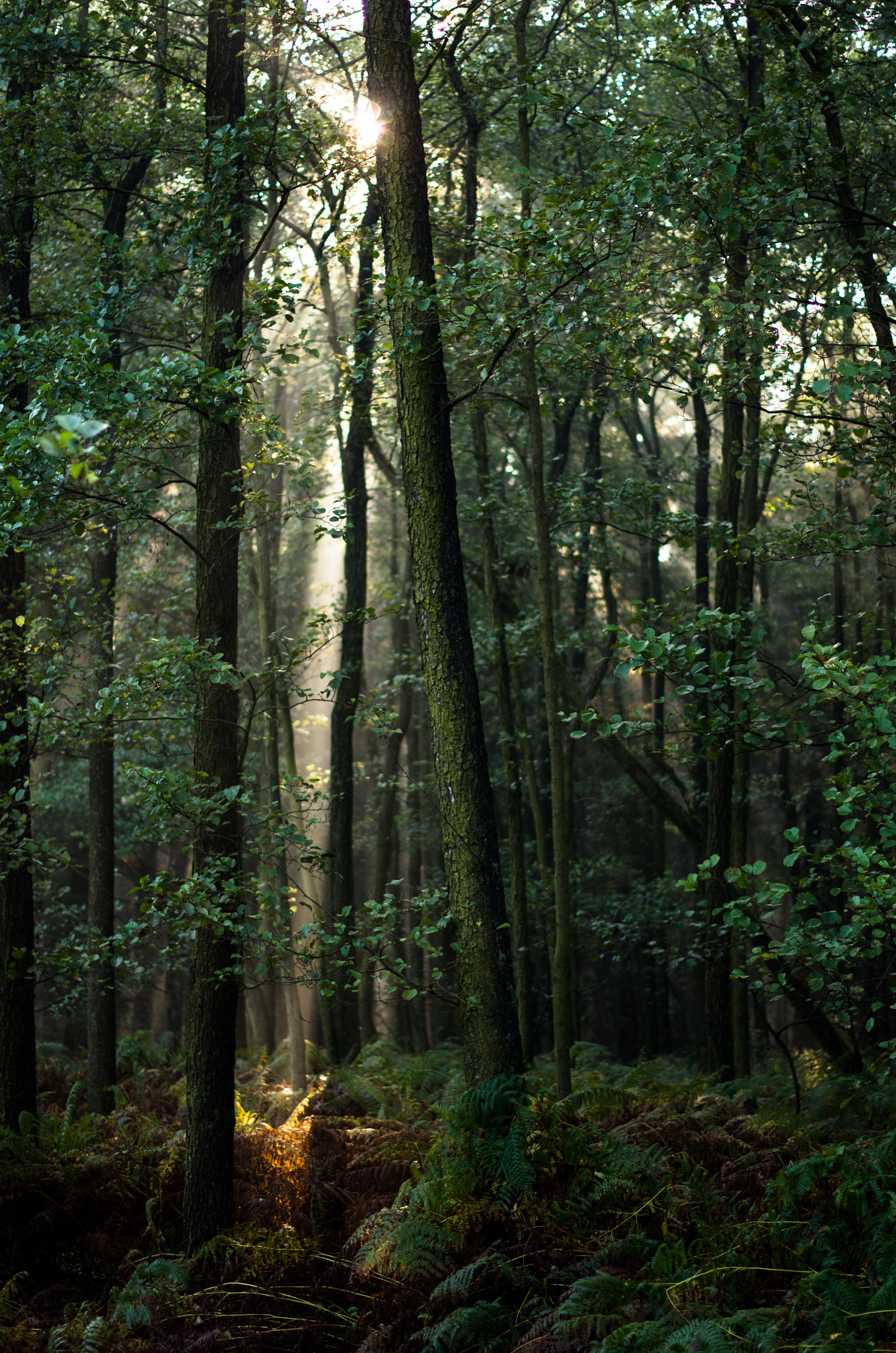 Pentax K-5 II + Pentax smc DA 50mm F1.8 sample photo. Sunray on a fern photography