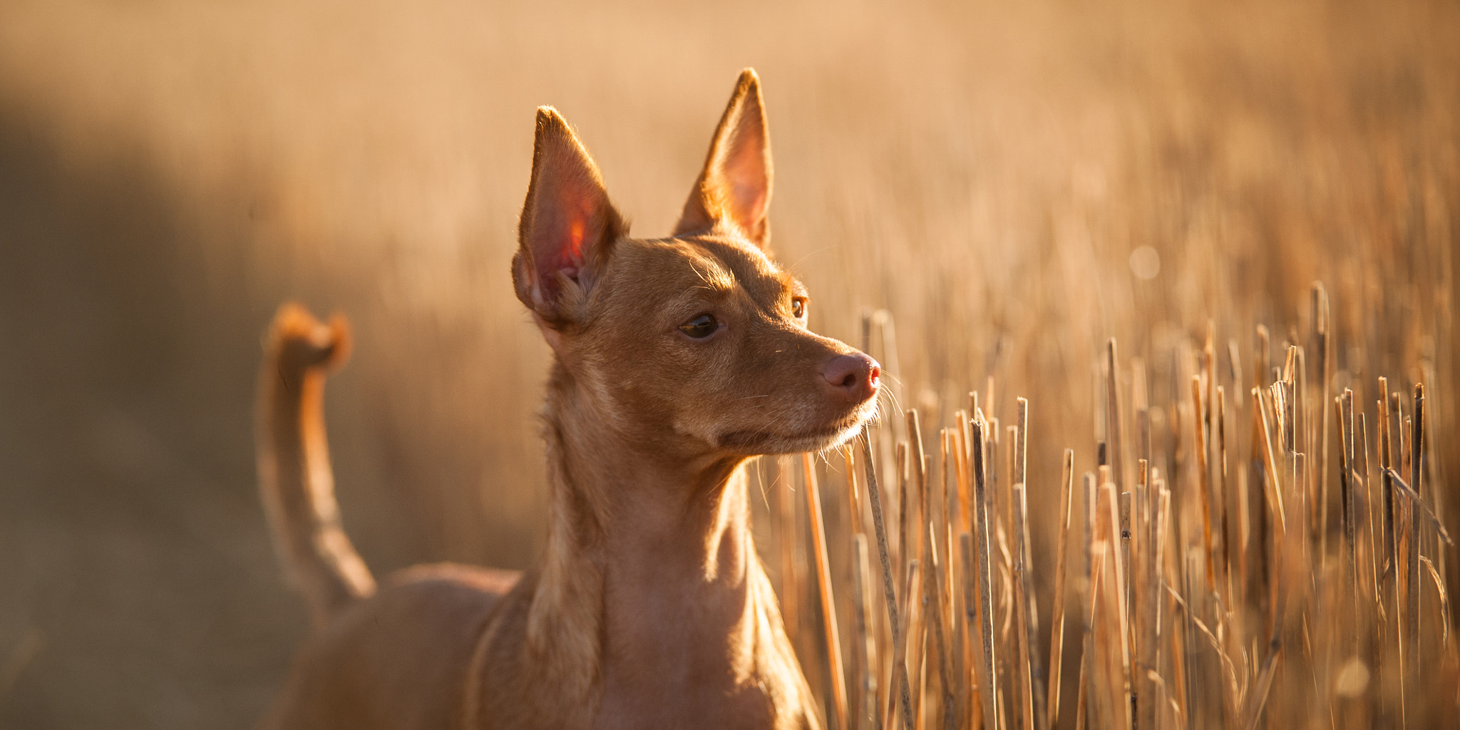 Sigma 70-200mm F2.8 EX DG OS HSM sample photo. Pellolla photography