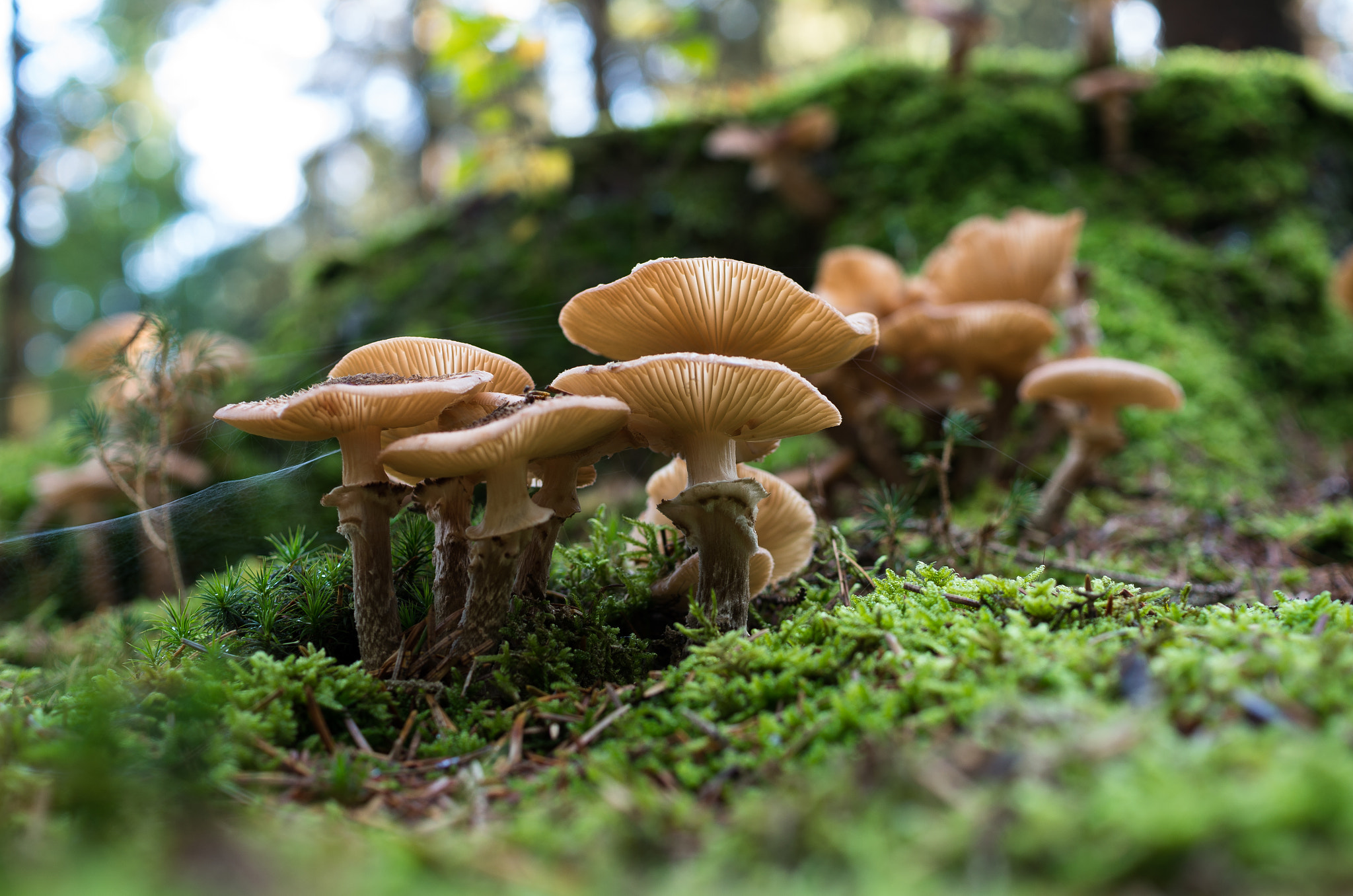 Pentax K-5 II sample photo. Mushroom family photography