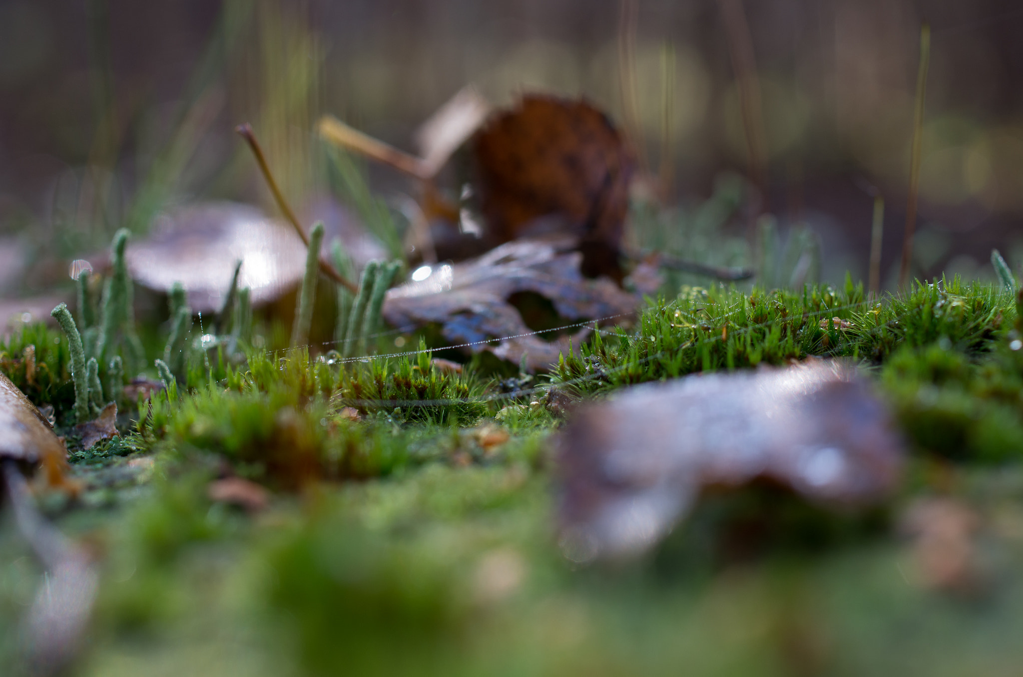 Pentax smc DA 35mm F2.8 Macro Limited sample photo. Wet webs photography