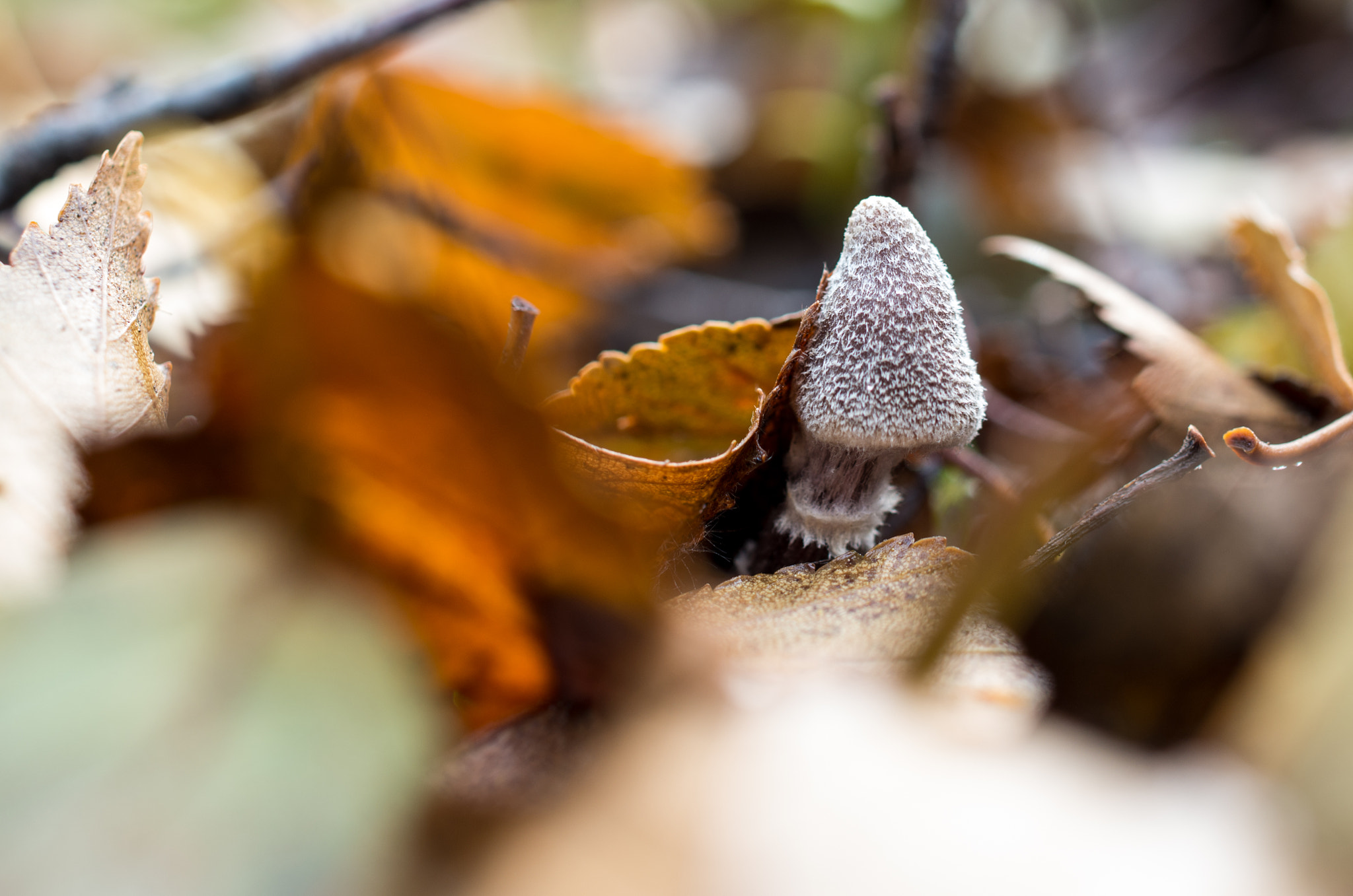 Pentax smc DA 35mm F2.8 Macro Limited sample photo. Mushroom photography