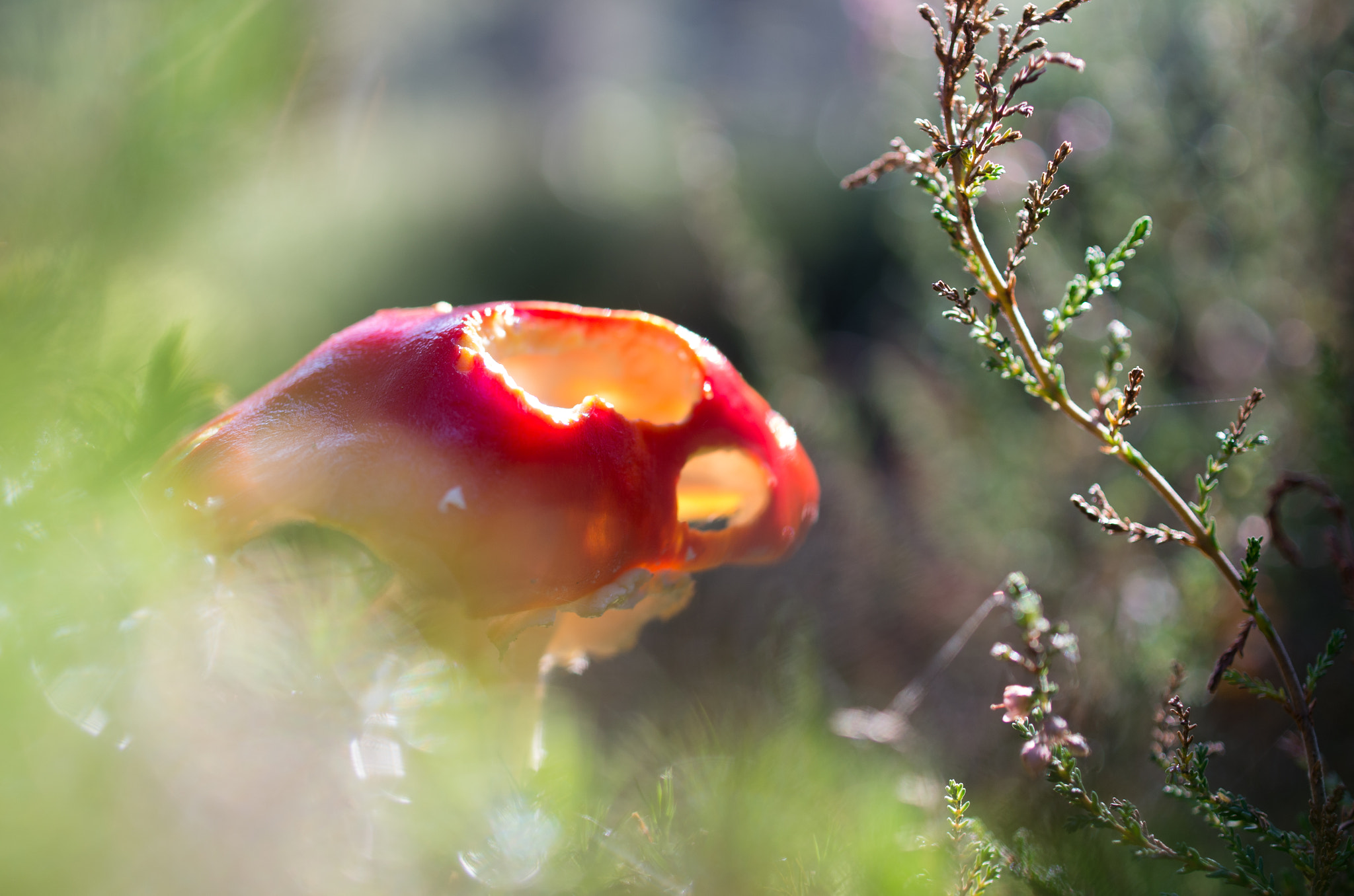 Pentax smc DA 35mm F2.8 Macro Limited sample photo. Eroded amanita photography