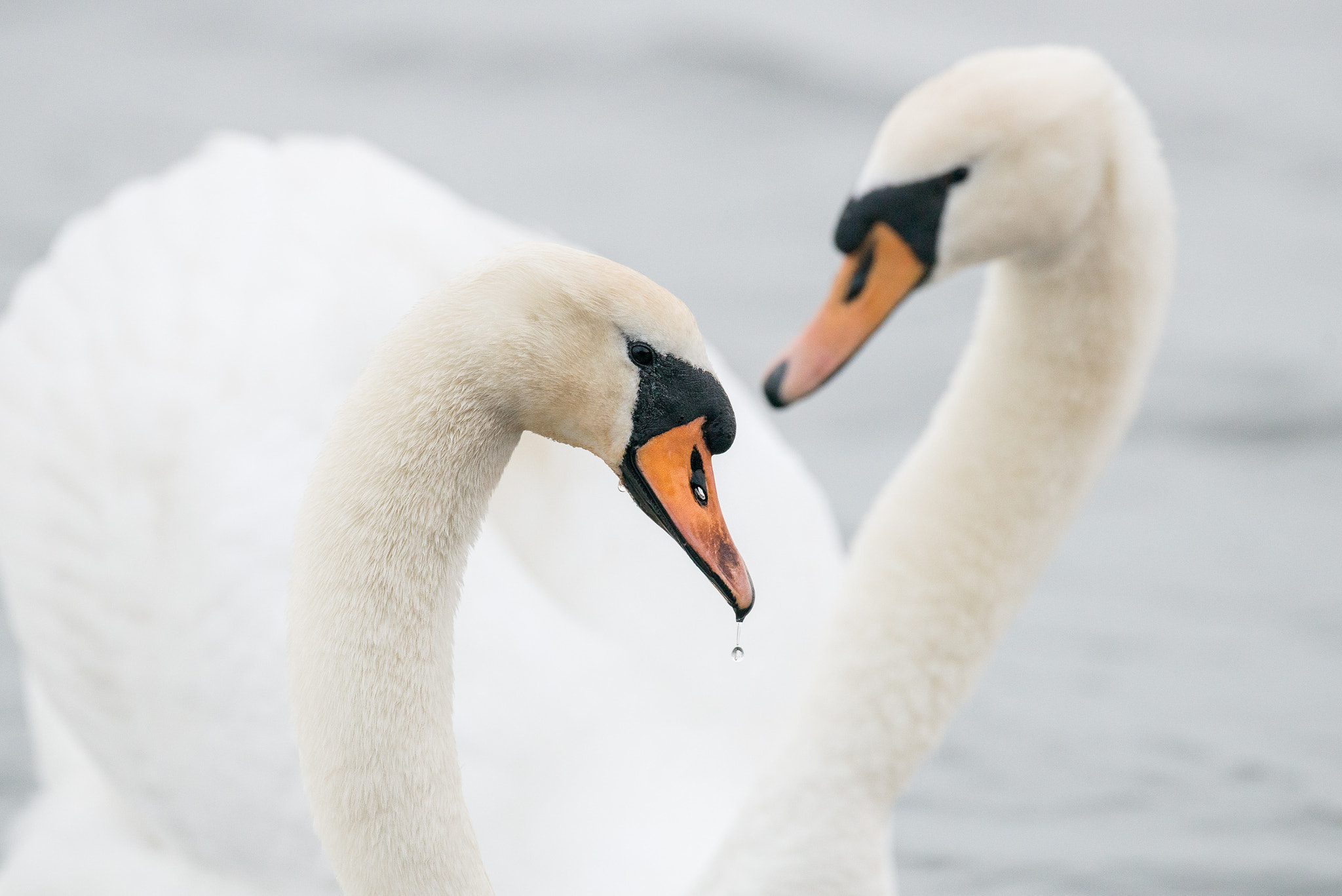 Nikon D800 + Nikon AF-S Nikkor 500mm F4G ED VR sample photo. Schwäne photography