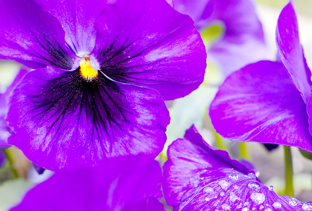 Canon EOS 50D + Canon EF 50mm F2.5 Macro sample photo. Purple rain photography