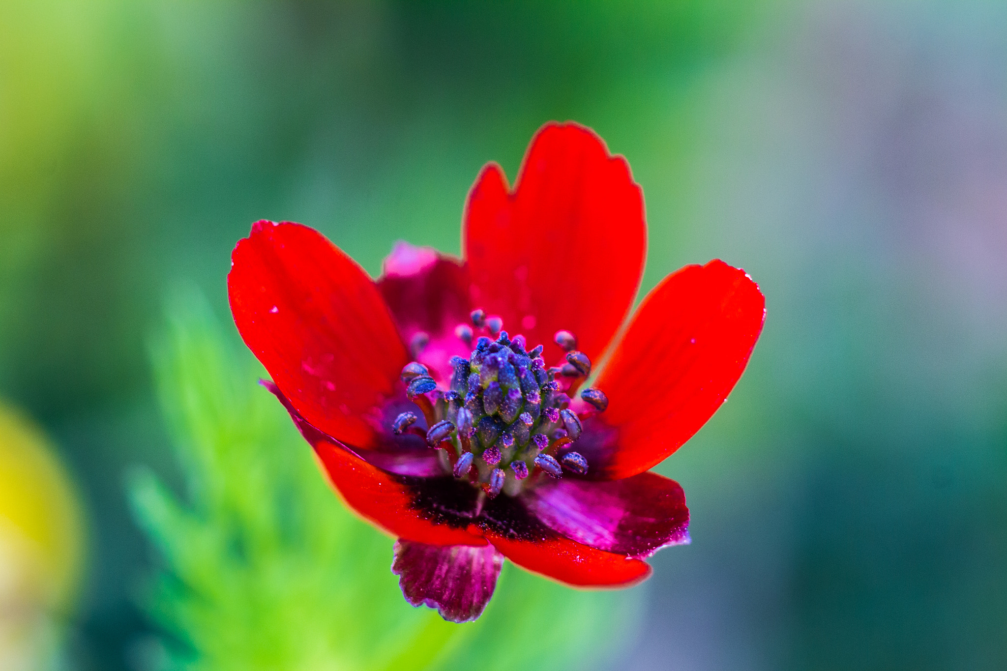 Canon EOS M + Canon EF 85mm F1.8 USM sample photo. Flower photography