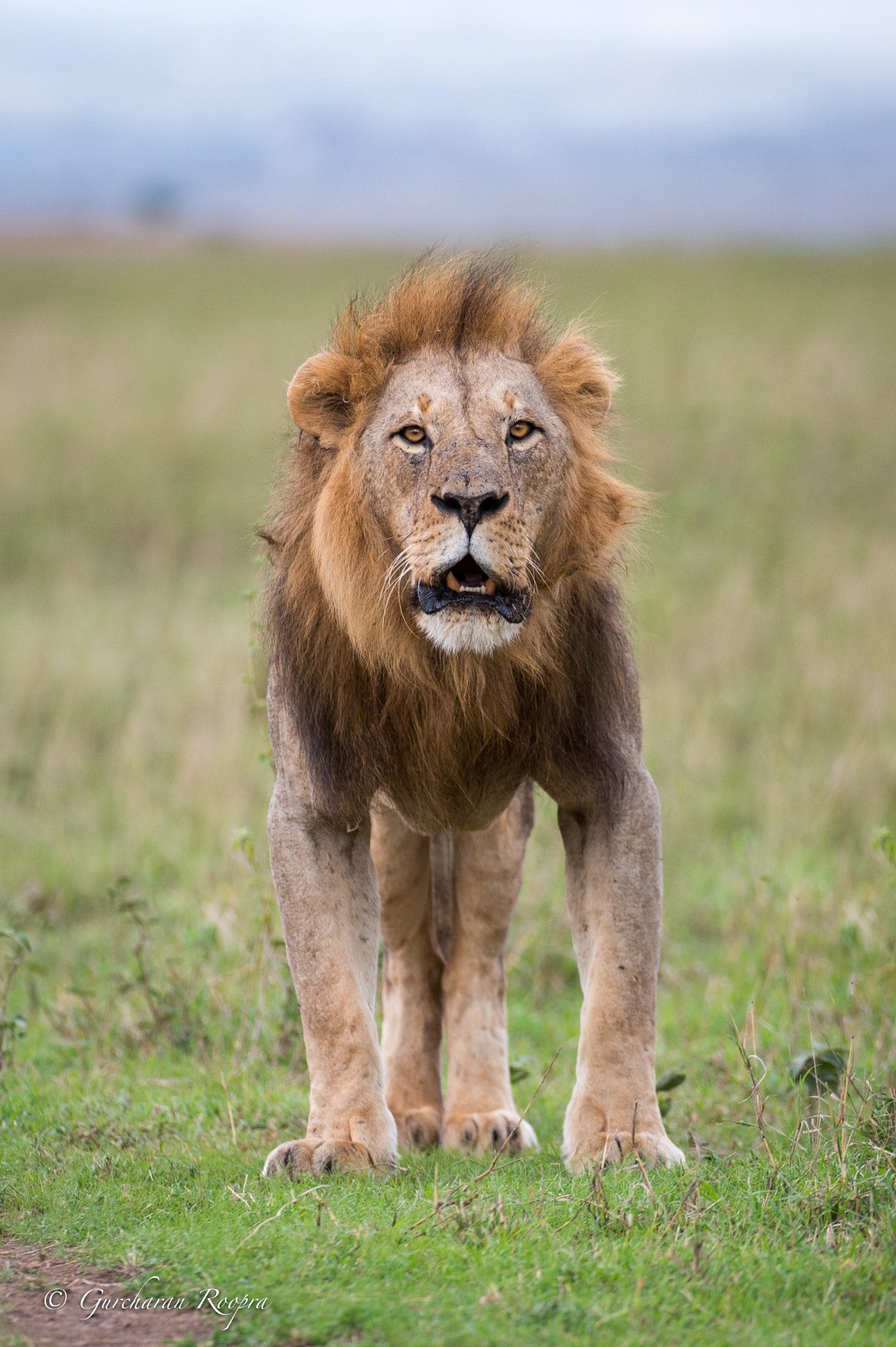 Nikon D4S sample photo. King sam photography